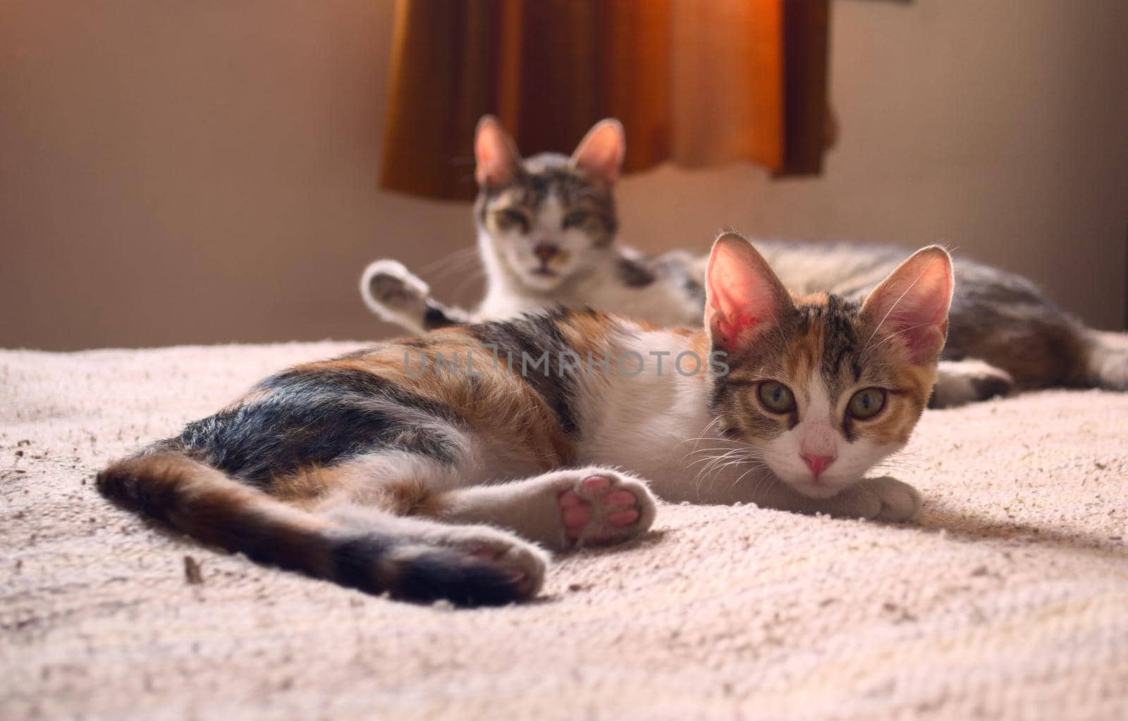 Two tabby, mixed breed cats relaxing on a bed, staring at the camera.