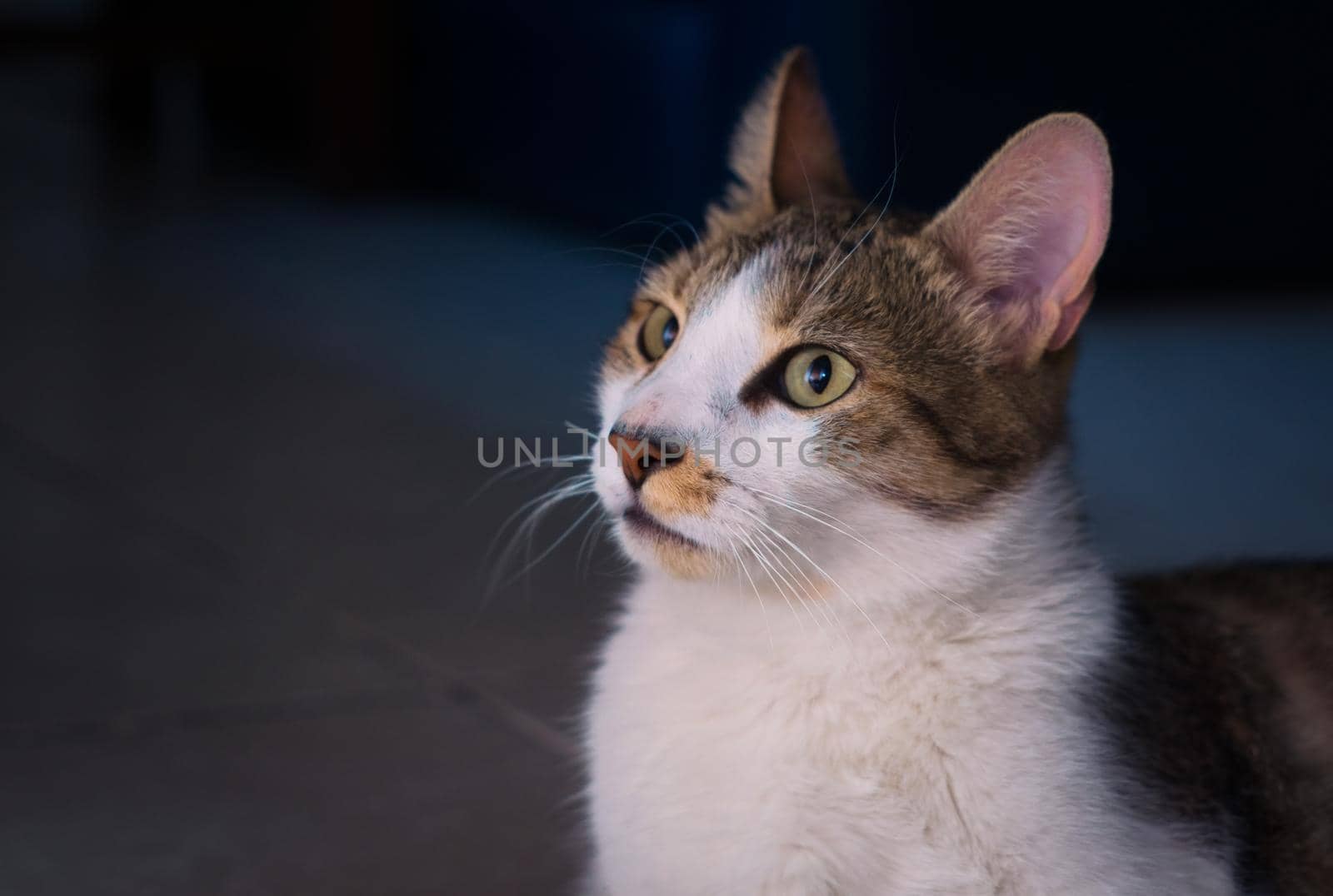 Gorgeous tabby, mixed breed young cat. Close up, studio portrait.