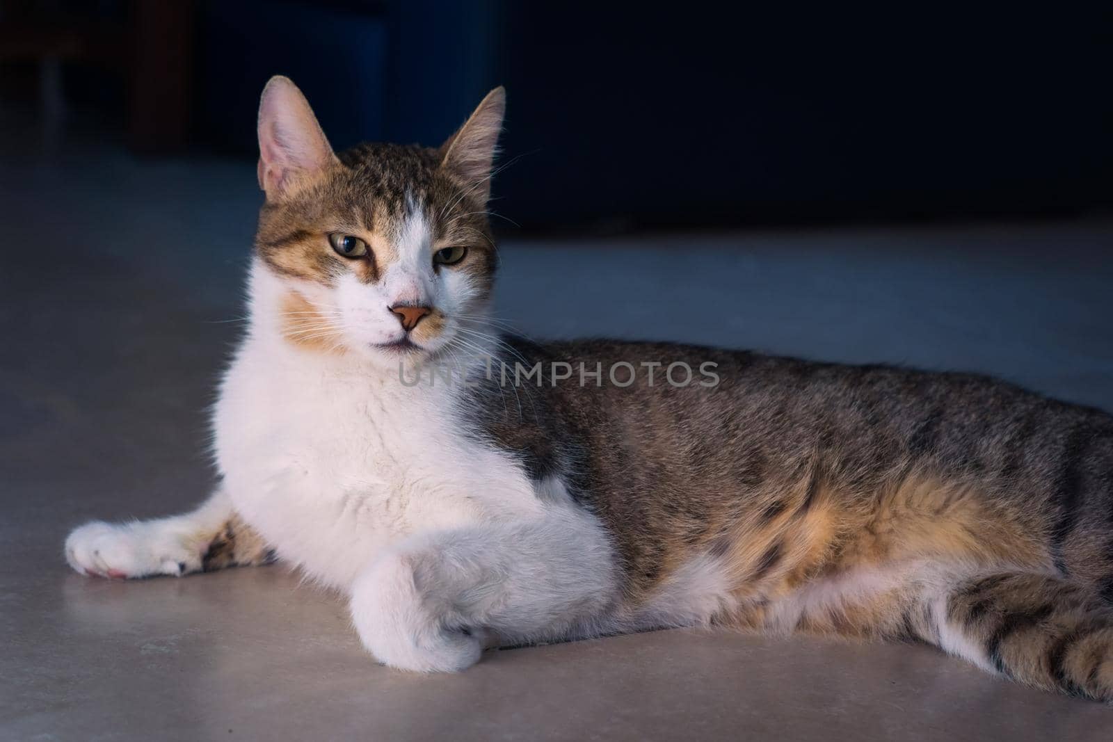 Gorgeous tabby, mixed breed young cat lying on the floor. Studio portrait.