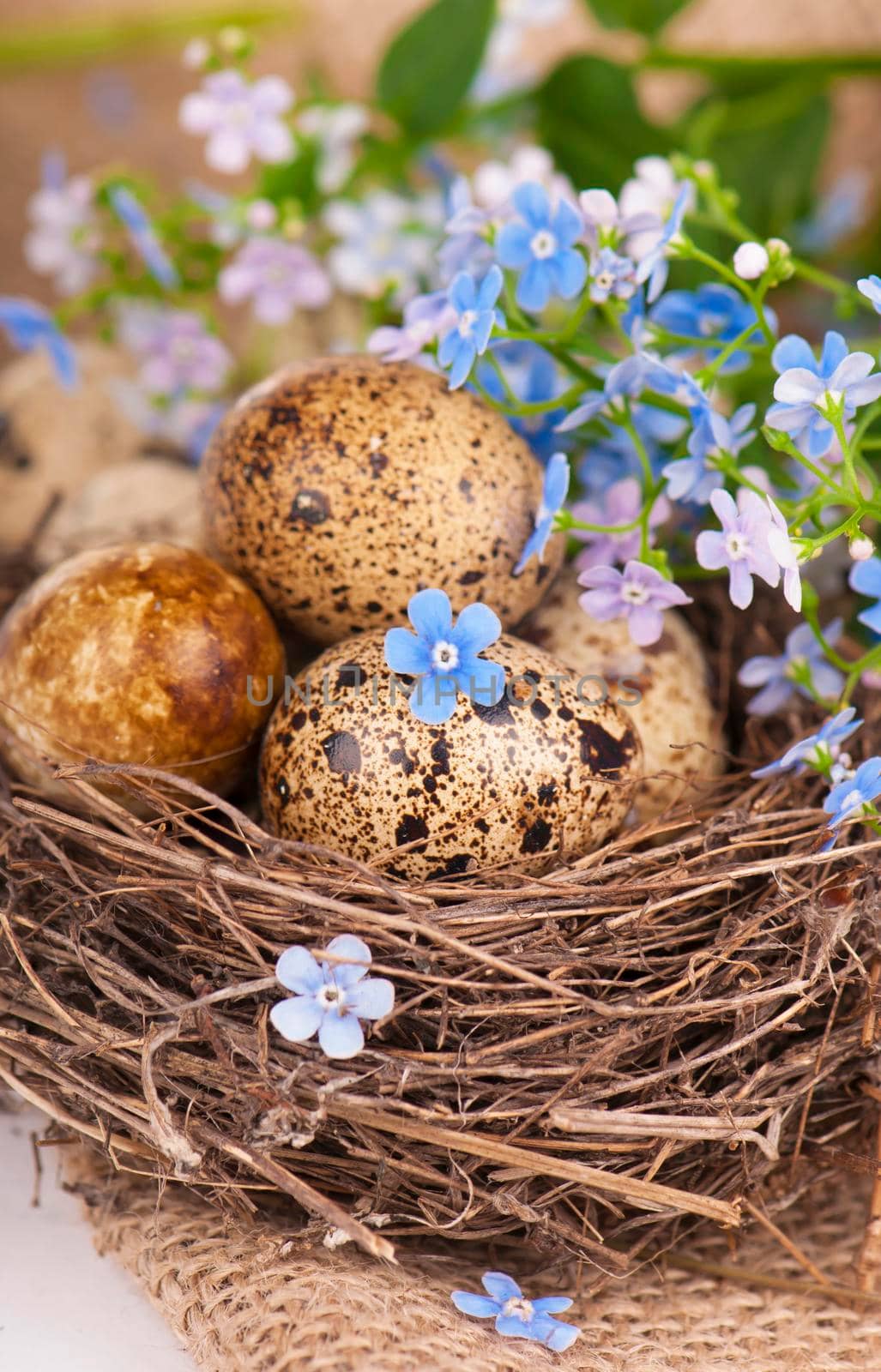 quail eggs and spring flowers by aprilphoto