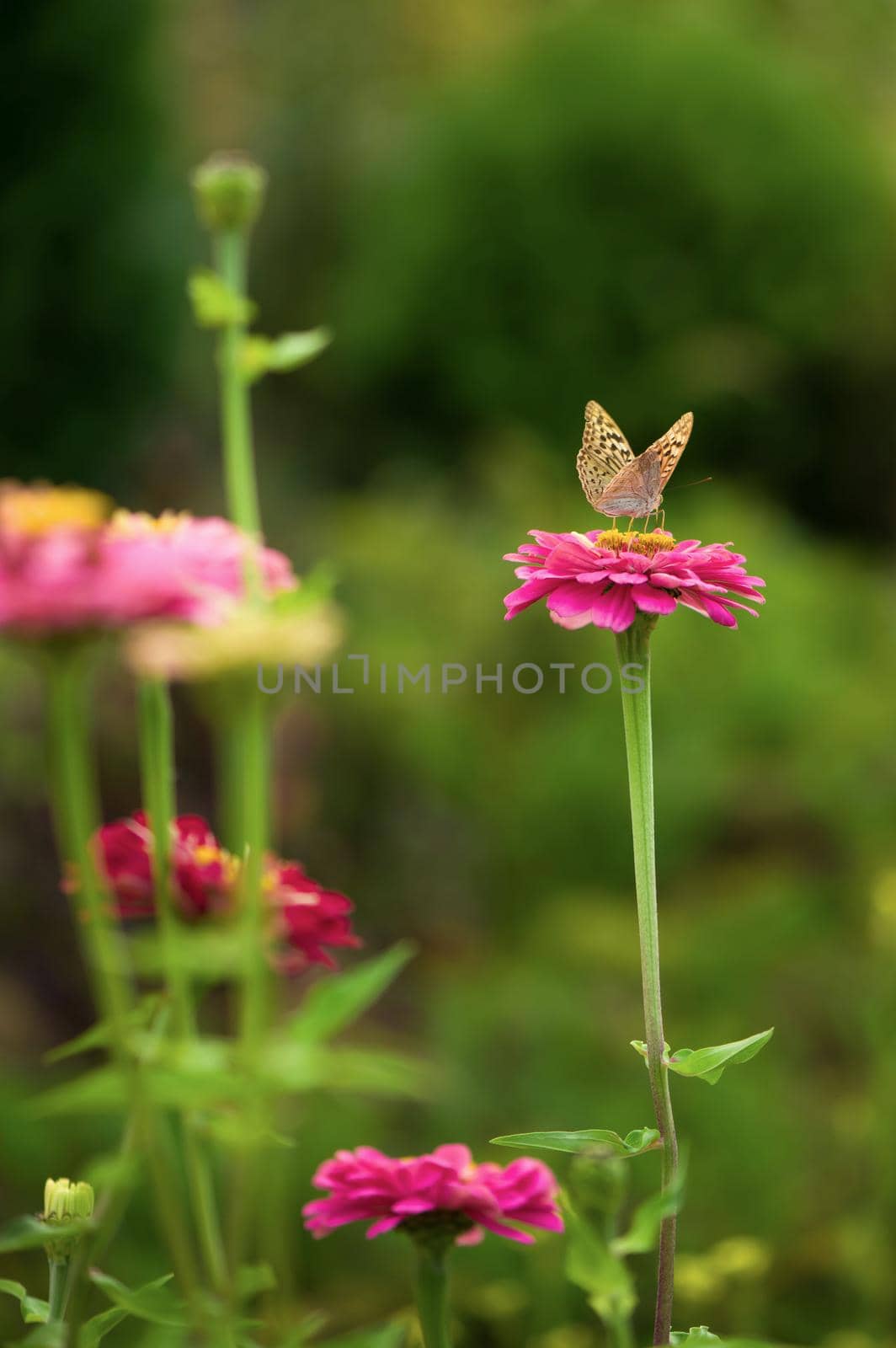 Closed up Butterfly on flower -Blur flower background