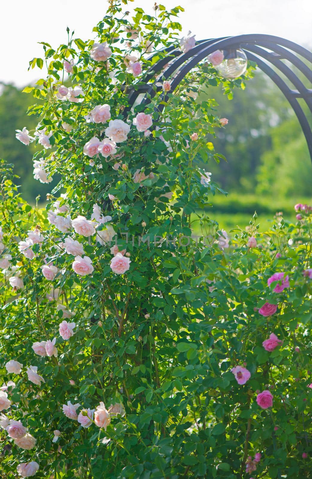 Rose flower bloom in roses garden on blurry roses background