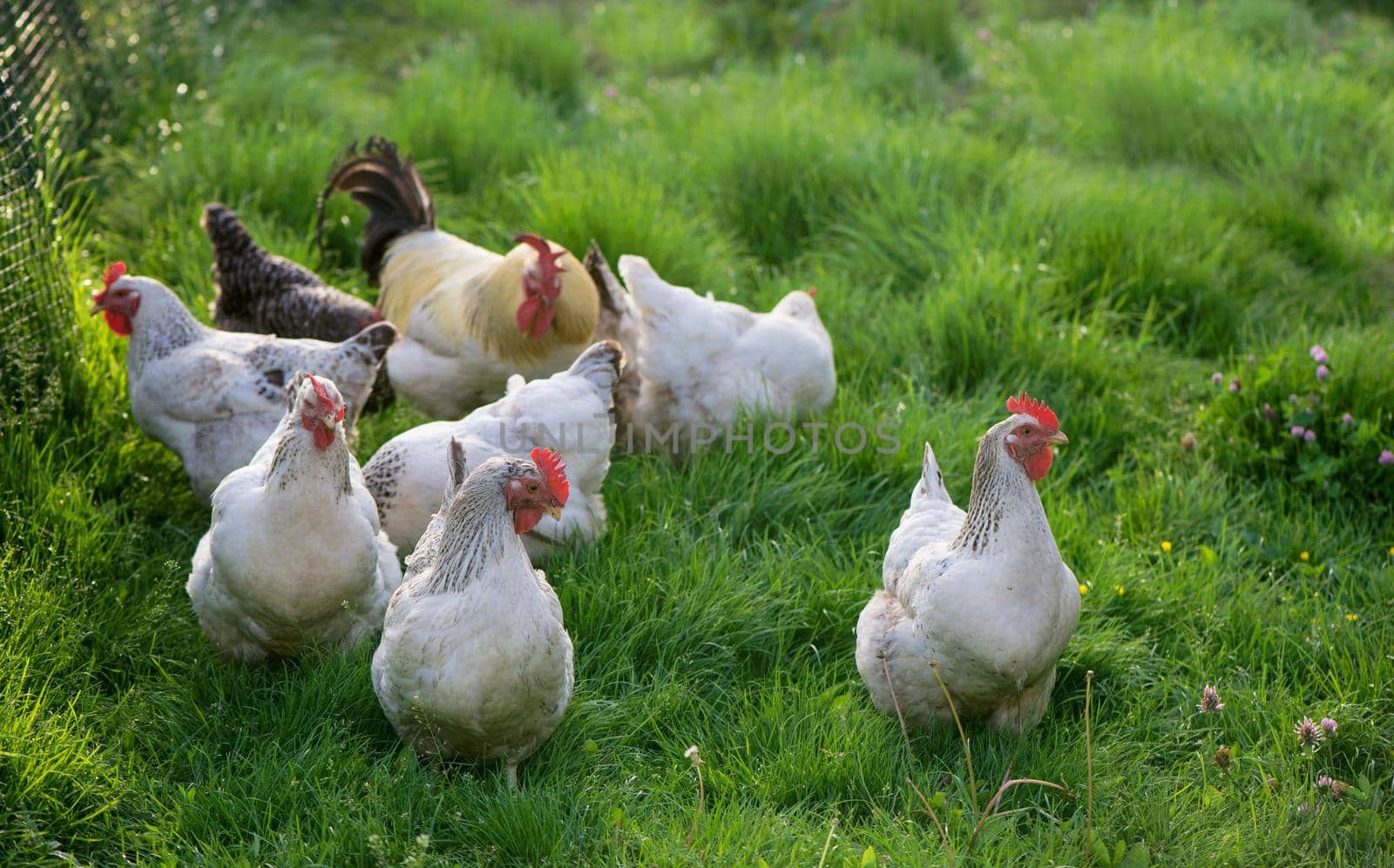 Rooster and Chickens. Free Range Cock and Hens by aprilphoto