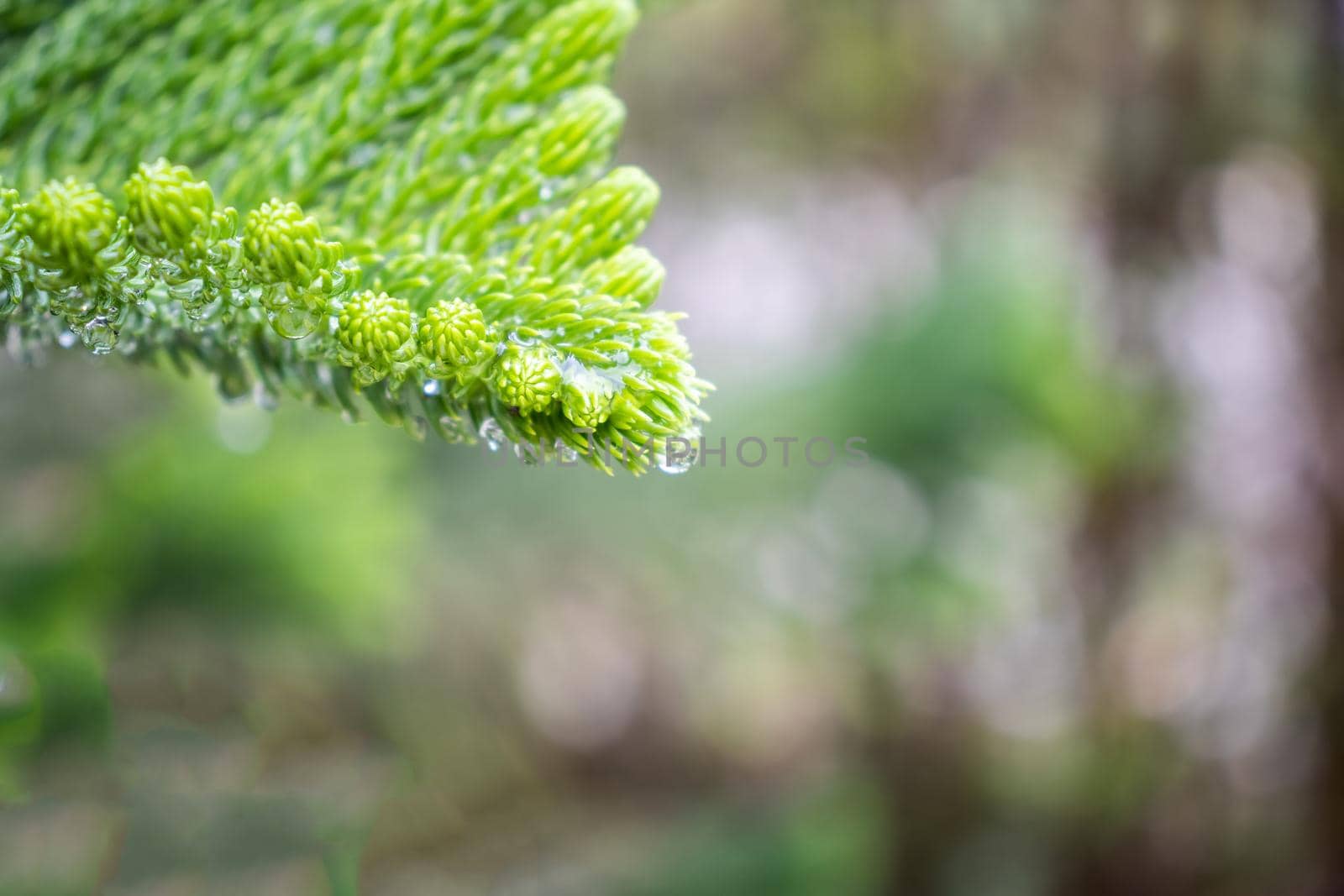 Picture of fresh green leaves and water droplets on the leaves. Focus on the leaves
