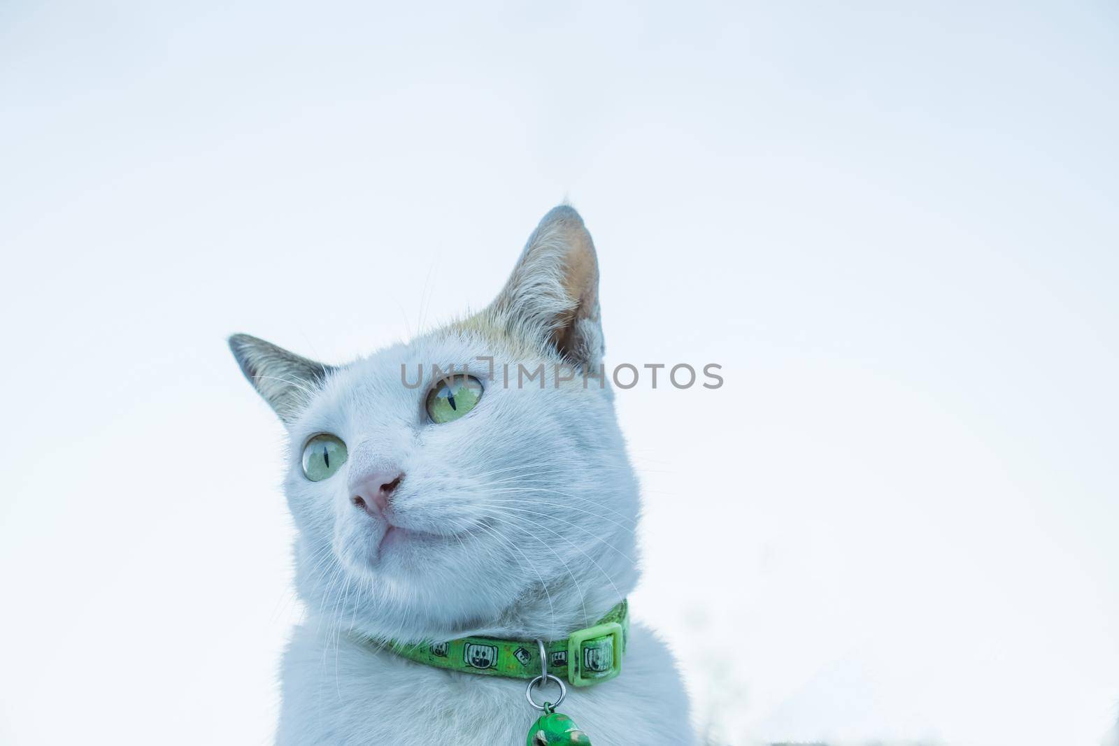 A white-gray cat with a green collar. The eyes are watching intently.  White Background