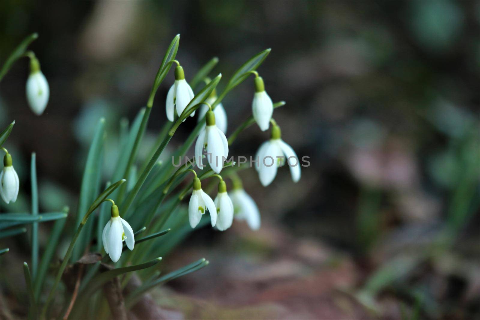 Snowdrops in the bed as a close-up