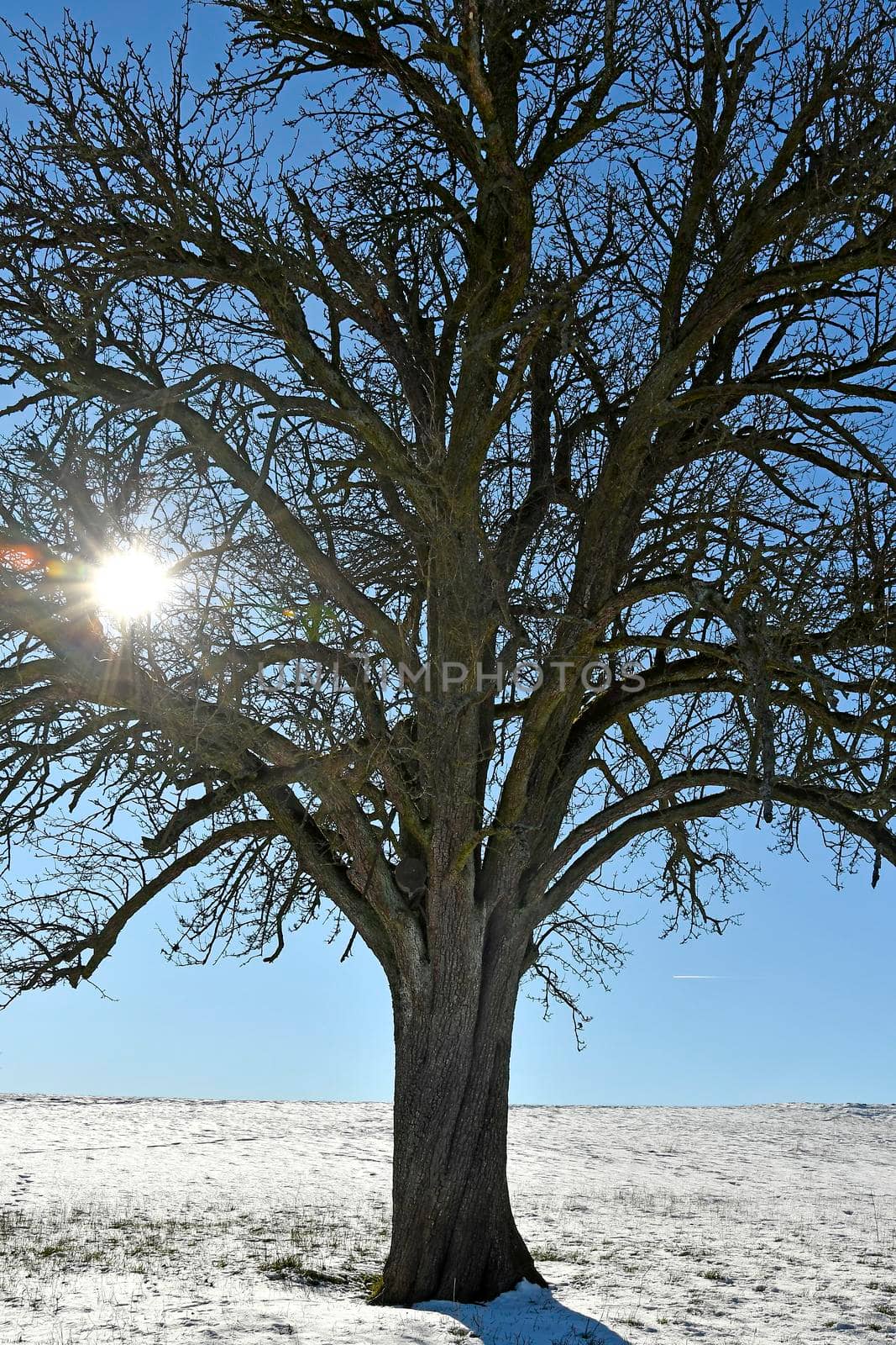 old pear tree on a meadow with snow in backlit
