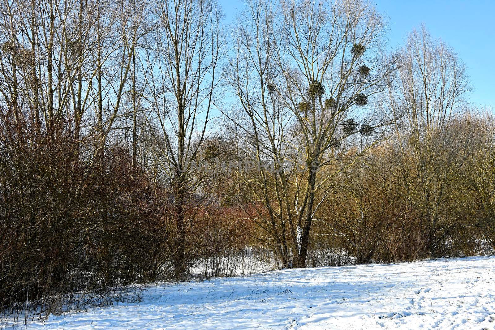 mistletoes in a tree in wintertime in Germany