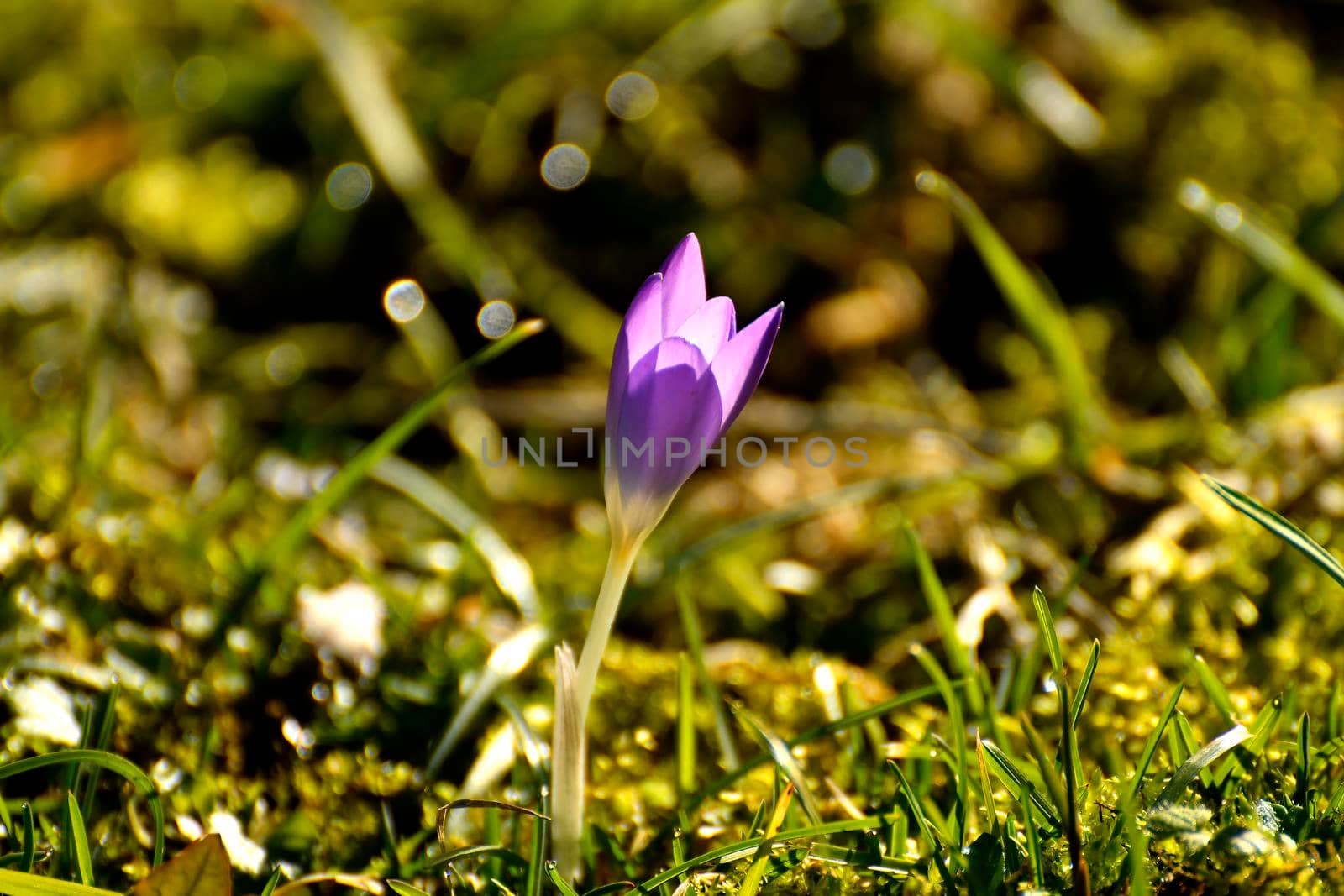 crocus in early spring in a German garden