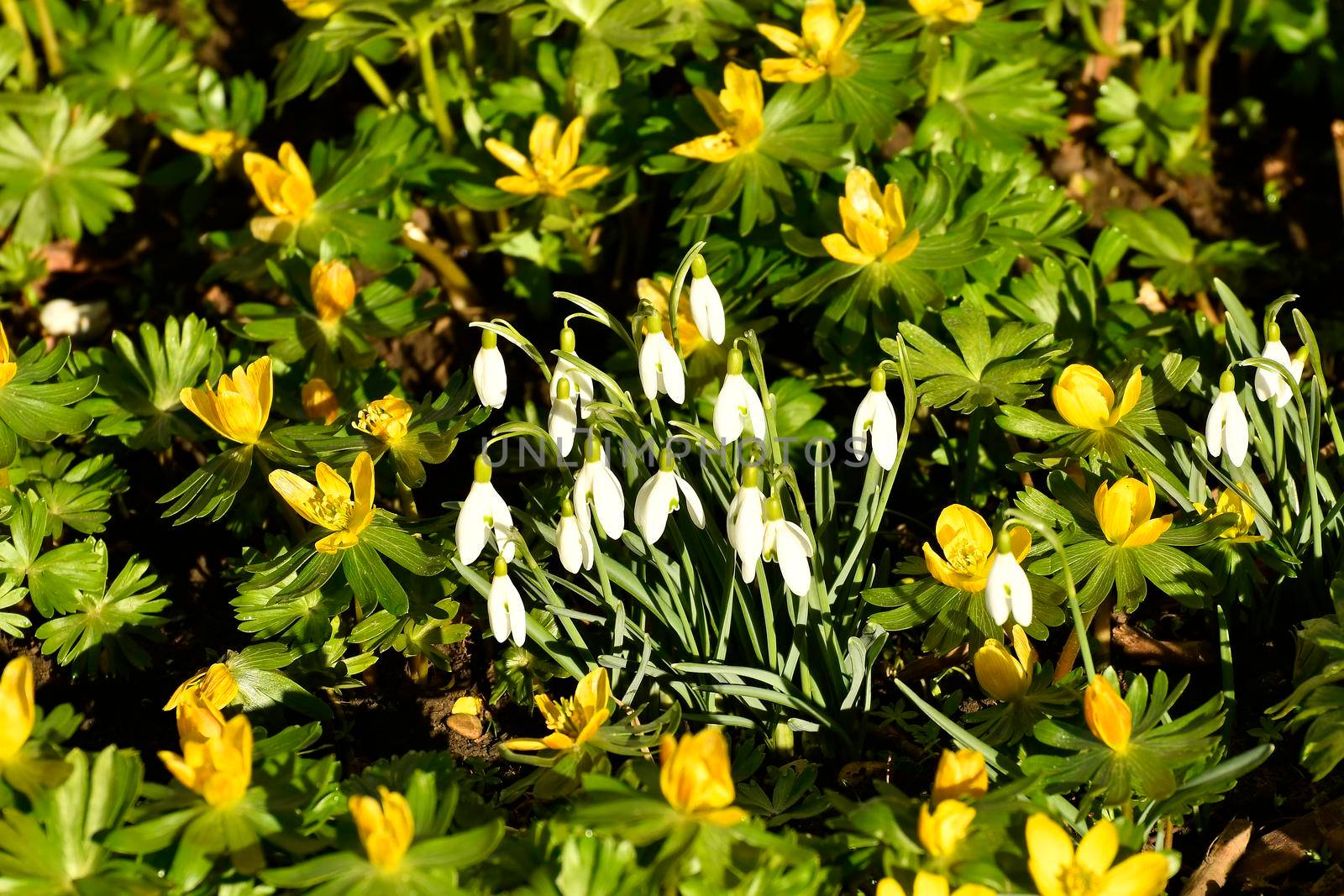 winter aconite and snowdrops in early spring in a German garden