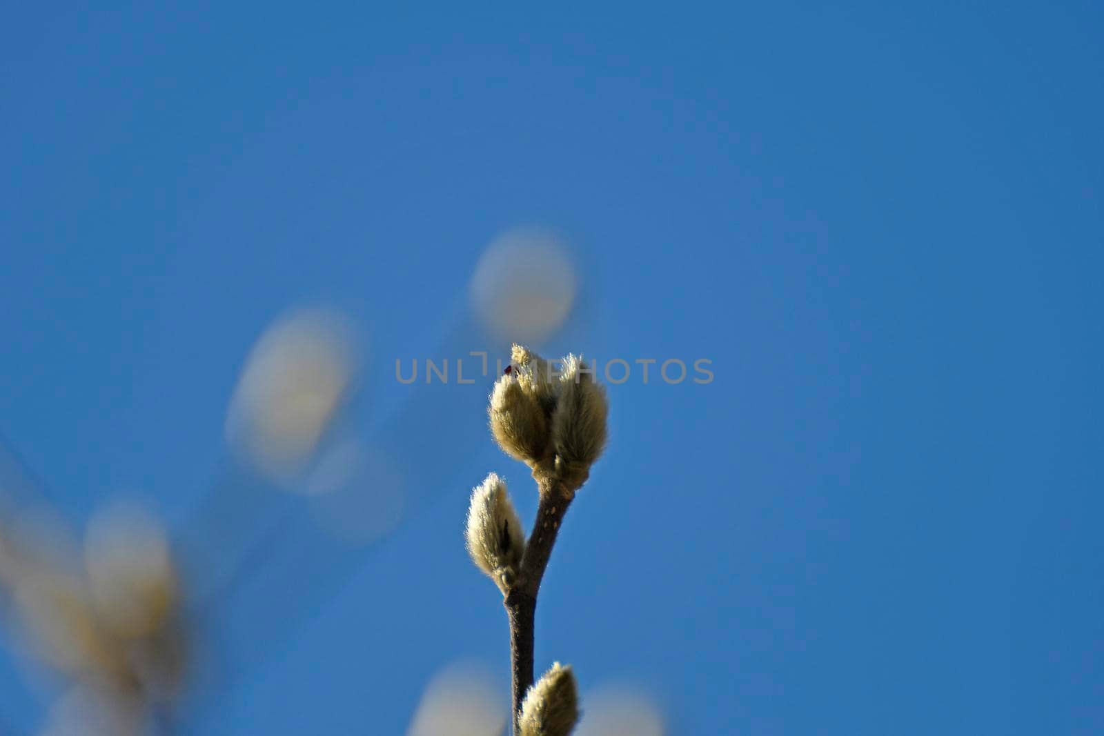 Willow blossom with a blue sky by Jochen