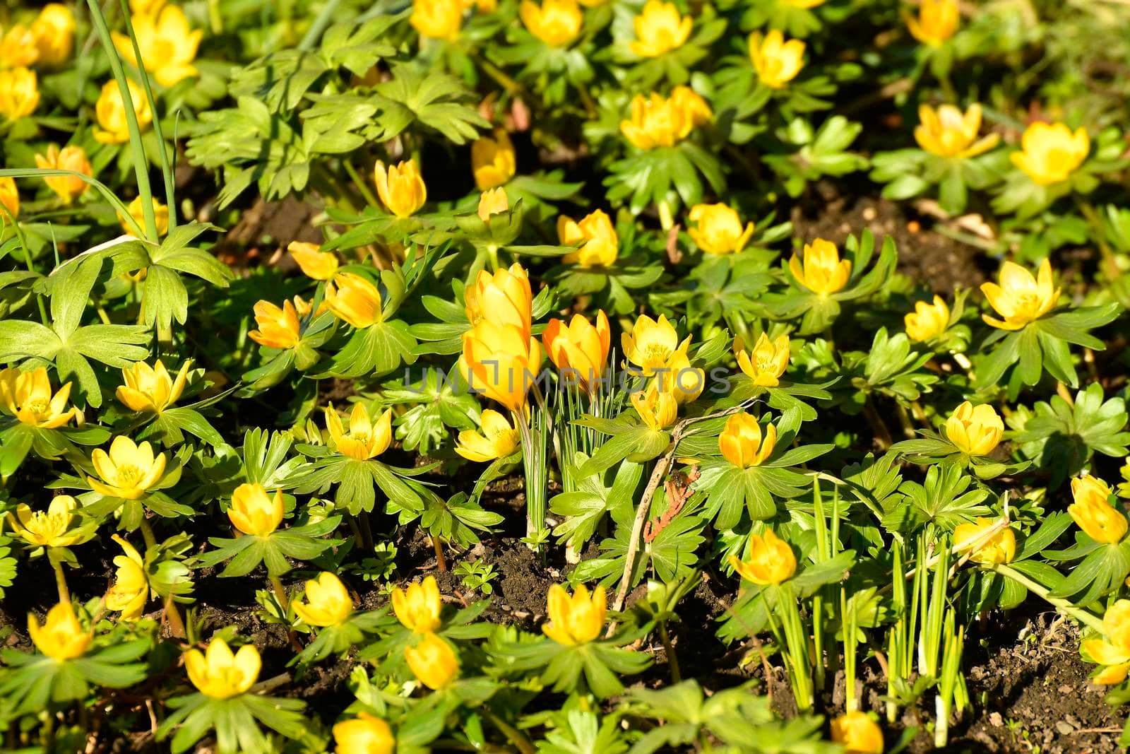 winter aconite in early spring in a German garden by Jochen