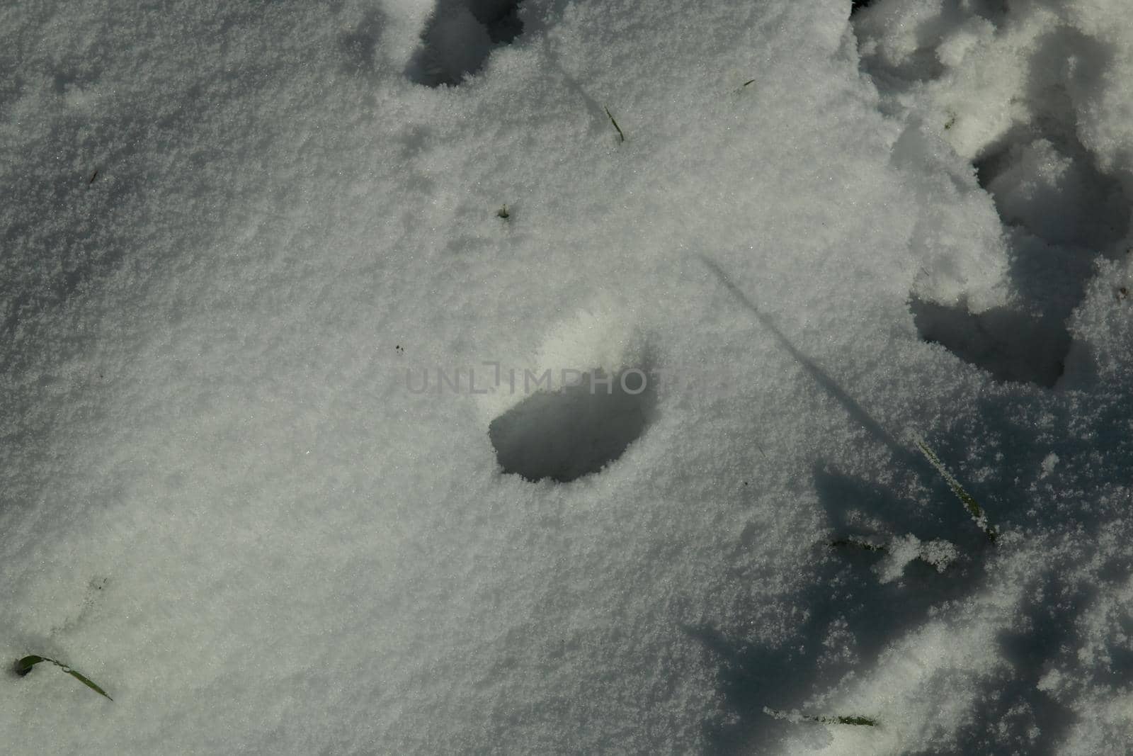 Close-up of animal tracks in the snow