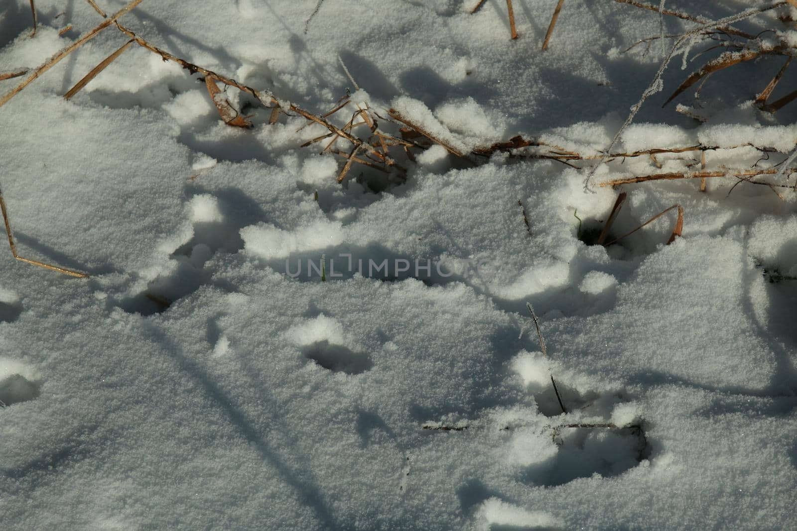 Close-up of animal tracks in the snow