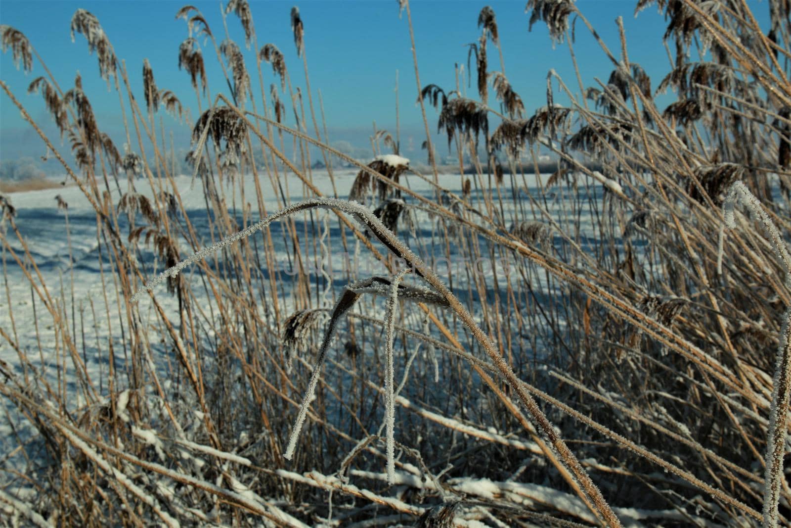 Iced reeds in front of a rural winter landscape