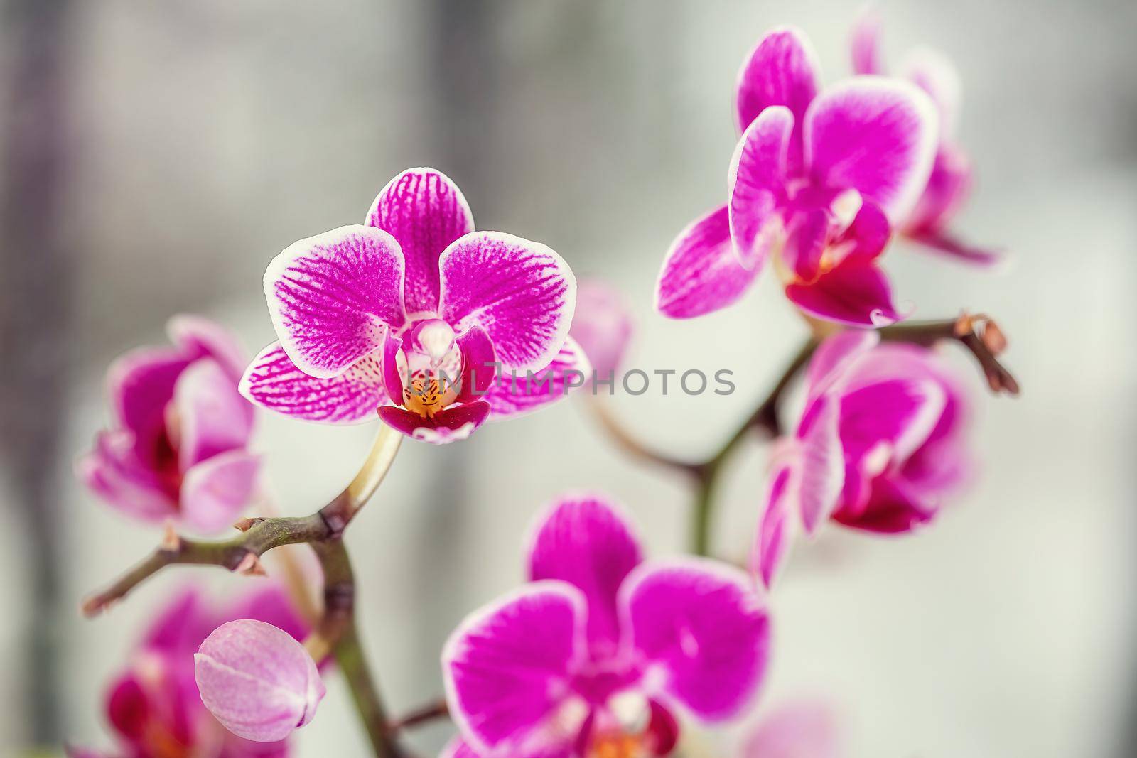 Violet Phalaenopsis orchid flowers are photographed in front of a window by galinasharapova