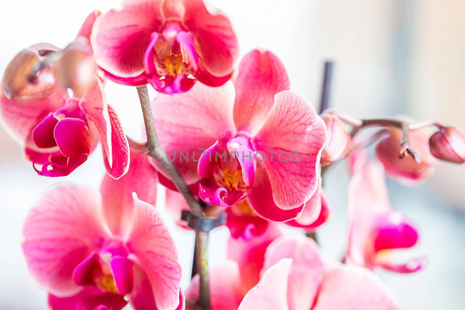 Pink Phalaenopsis orchid flowers are photographed in front of a window by galinasharapova