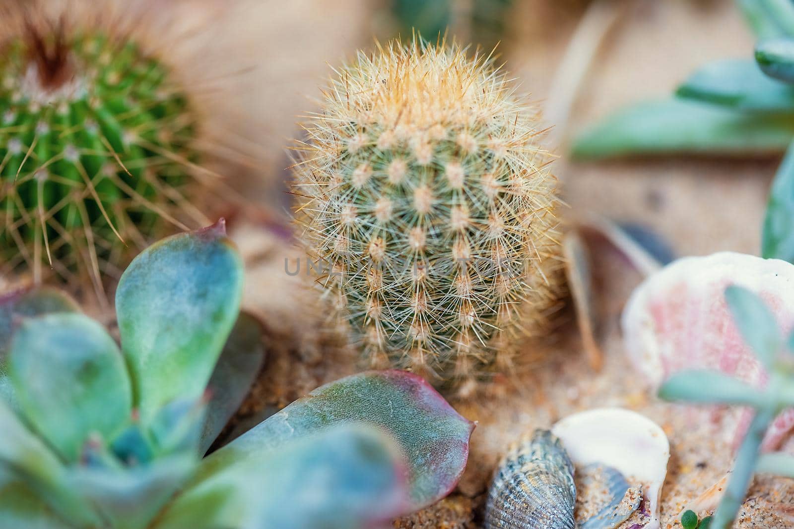 Evergreen succulent perennials and cactus in a decorative pot arrangement decorated with seashells and river sand, photographed with natural light.