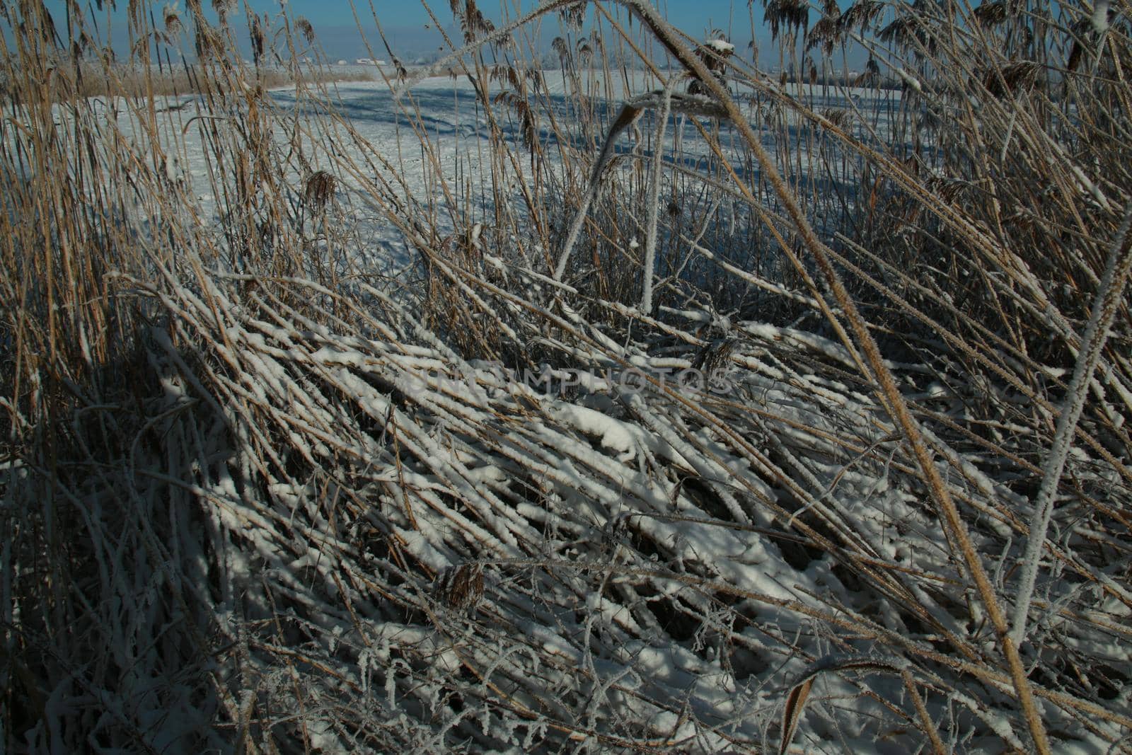 Iced reeds in front of a rural winter landscape