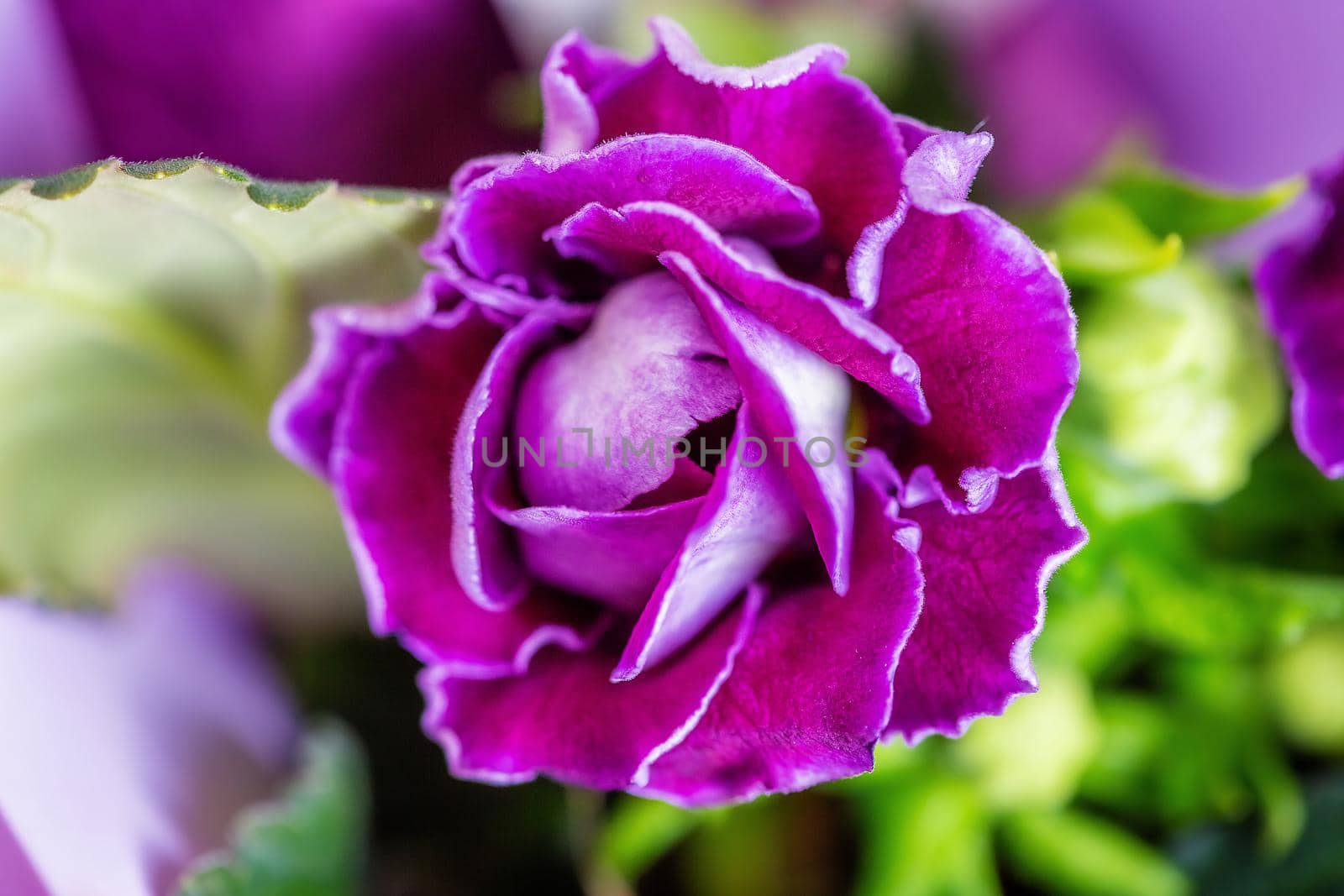 Close-up of Gloxinia flowering colorful houseplants cultivated as decorative or ornamental flower, growing in flower pot photographed with natural light.