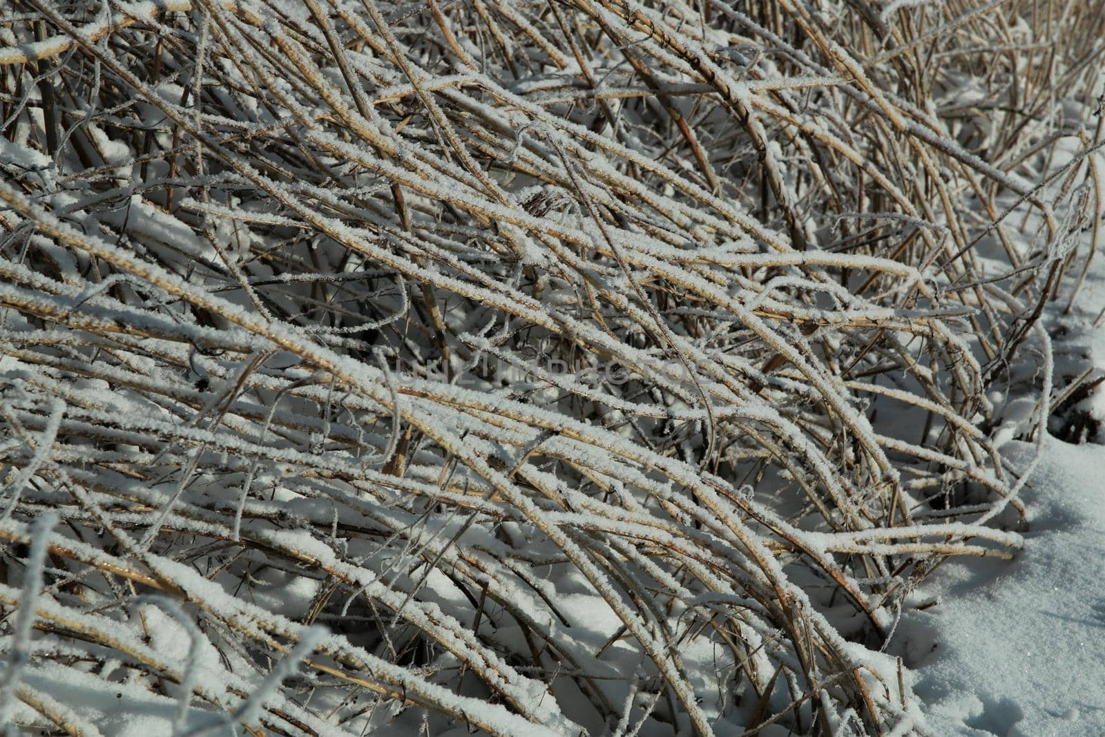 Frozen iced reeds on the ground as a closeup