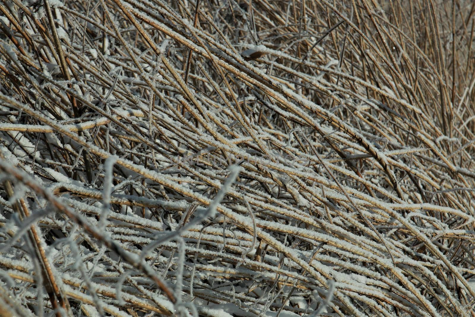 Frozen iced reeds on the ground as a closeup