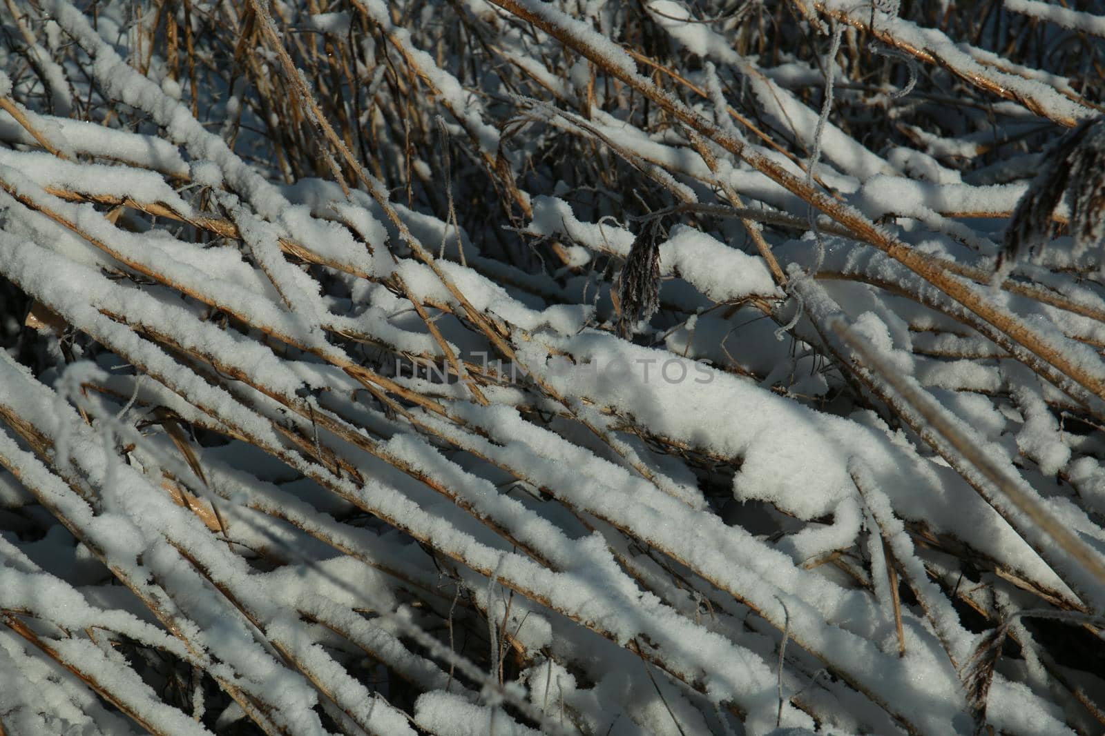 Frozen iced reeds on the ground as a closeup