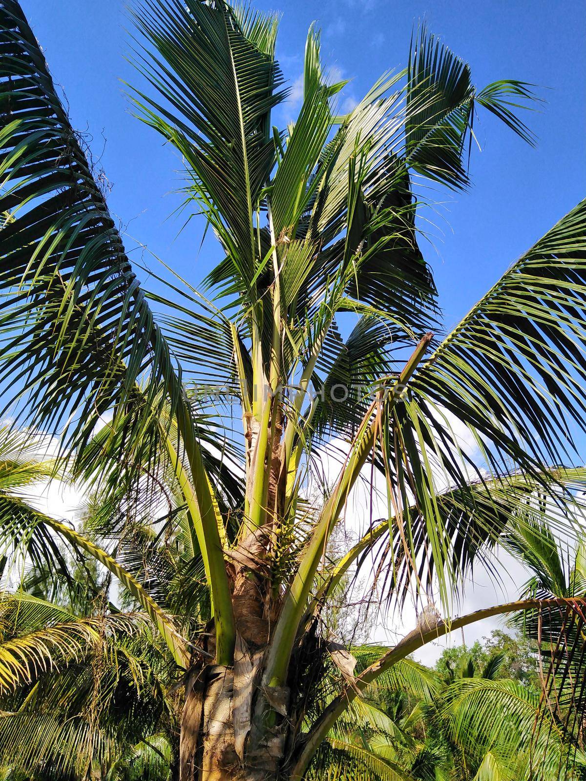 The coconut leaves damaged by the beetles are damaged.