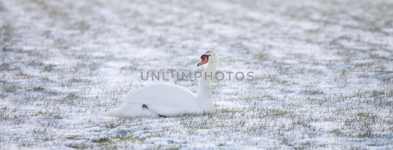 swan sits in snow covered grassy meadow and looks alert