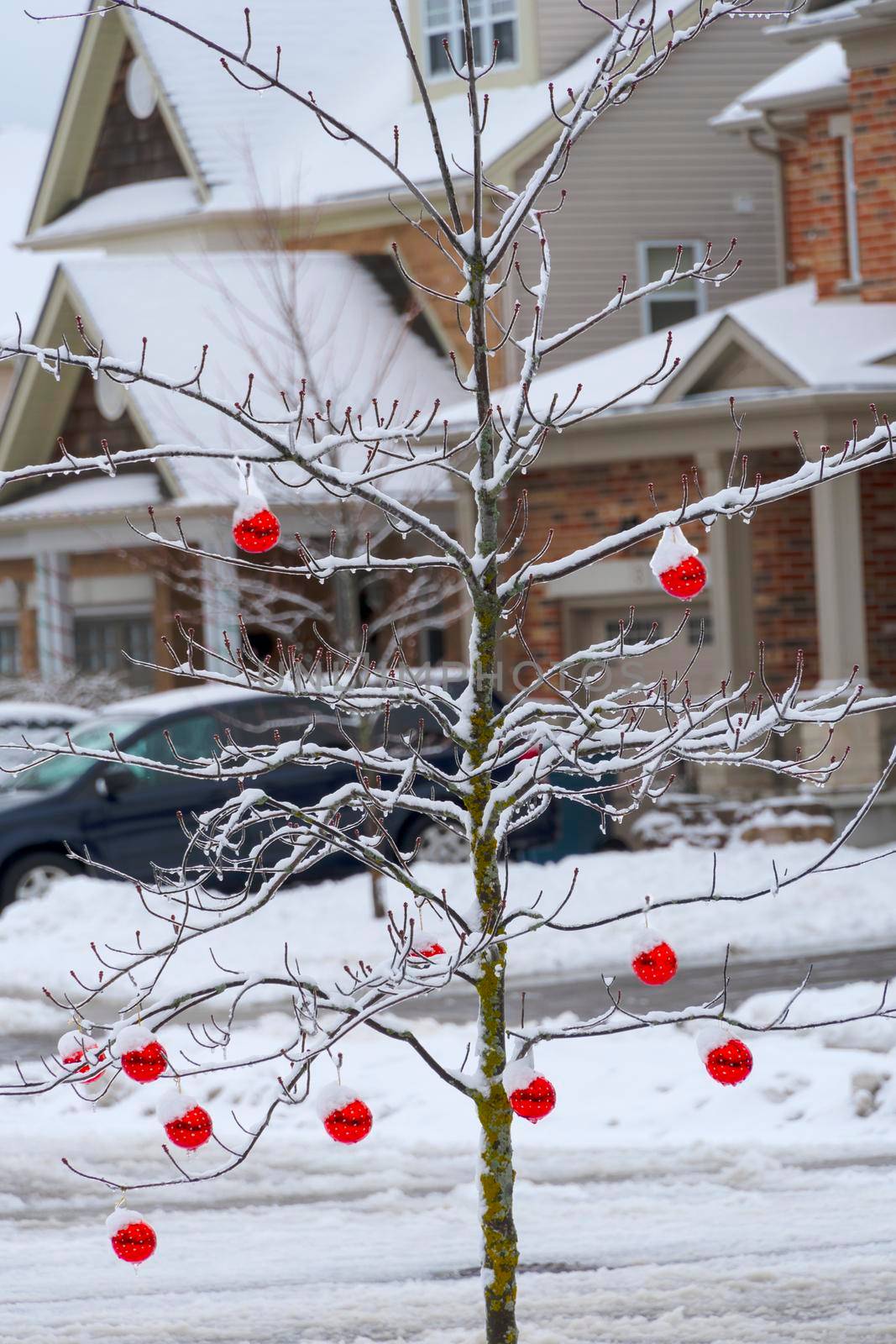 Children decorated a tree in the yard with red balls for the holiday