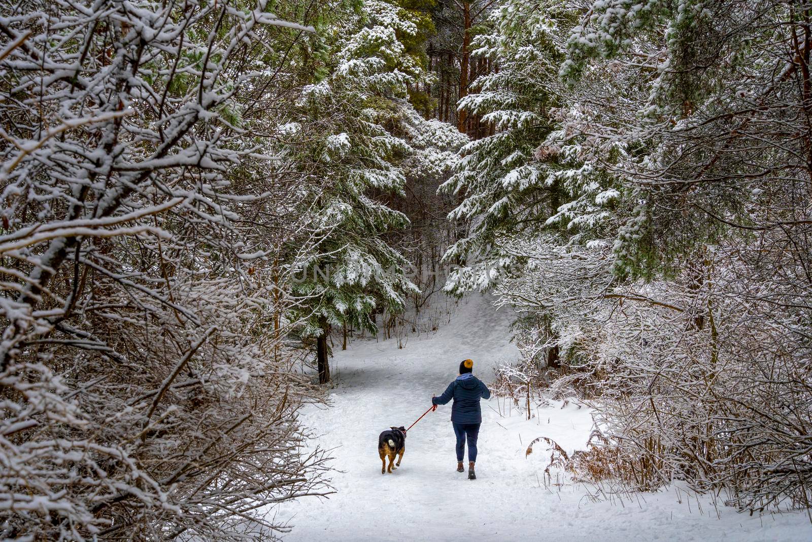 A woman with a dog goes for a walk with her dog through the winter coniferous forest