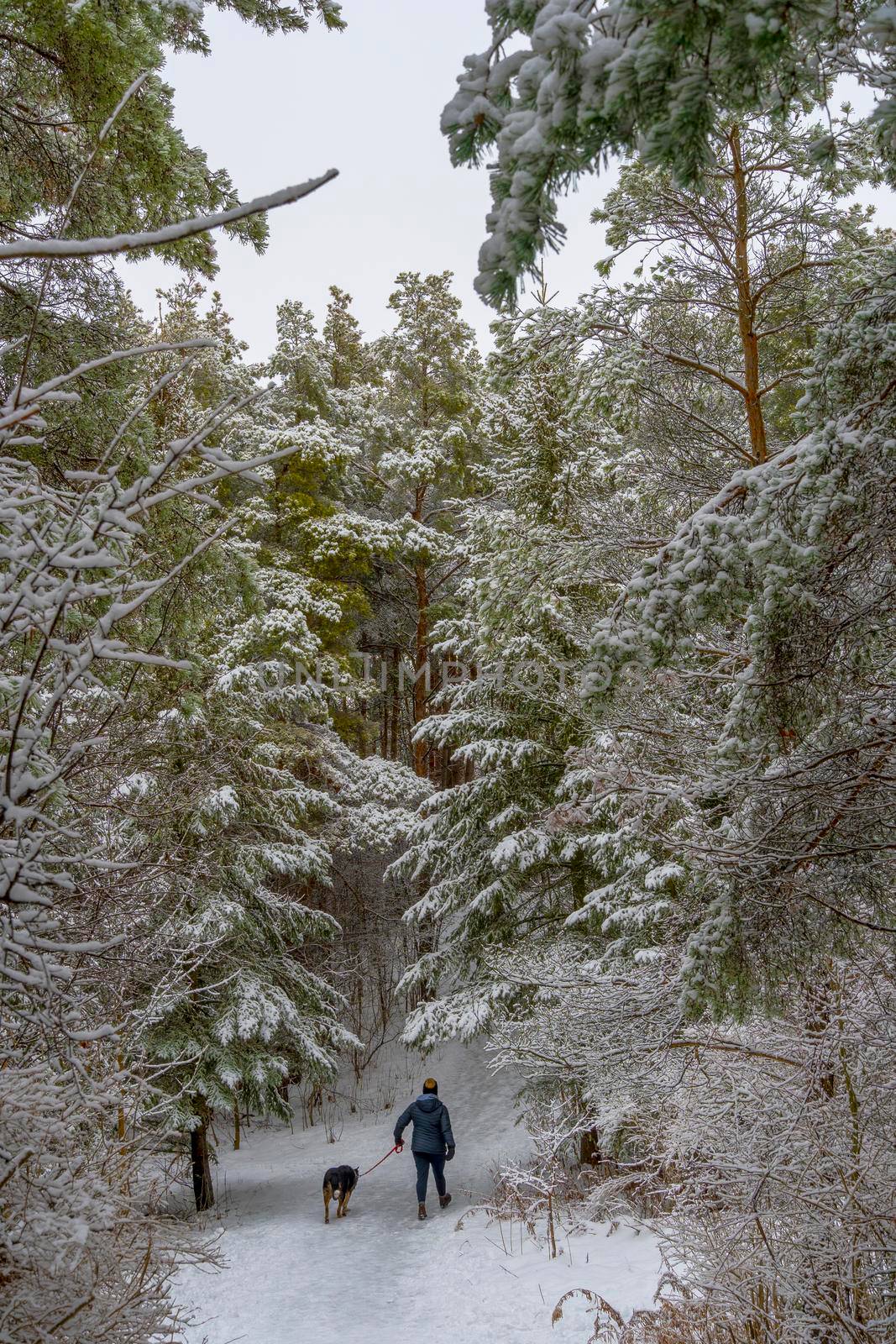 A woman with a dog goes for a walk with her dog through the winter coniferous forest