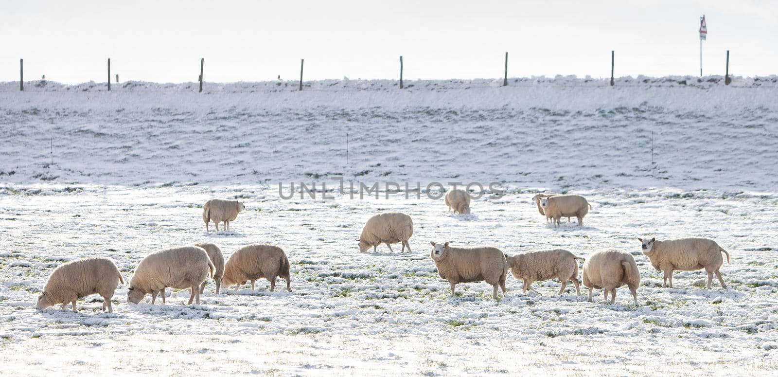 sheep graze in snow covered meadow near river dike in holland by ahavelaar