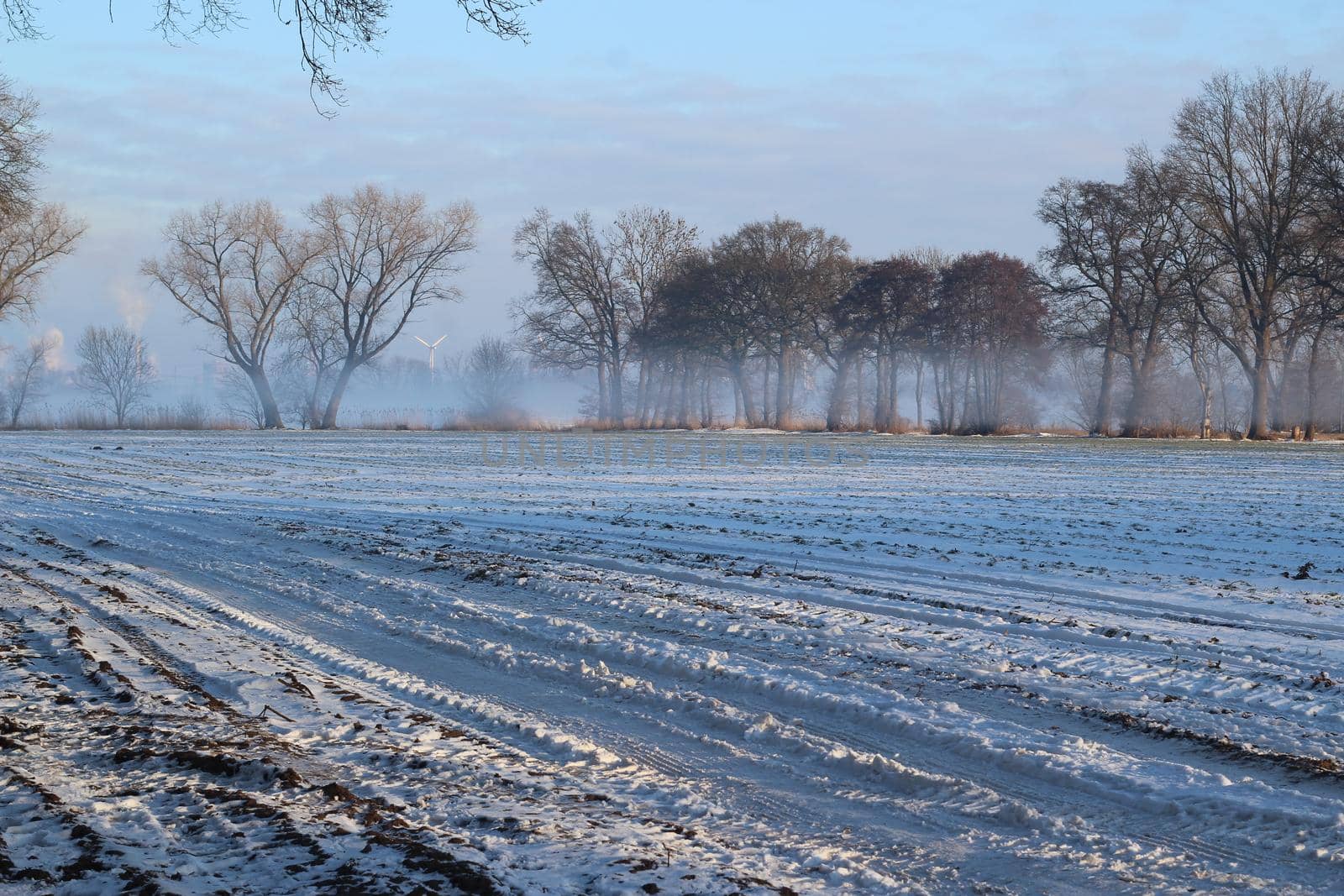 Snowy winter landscape with a field and trees on a foggy morning