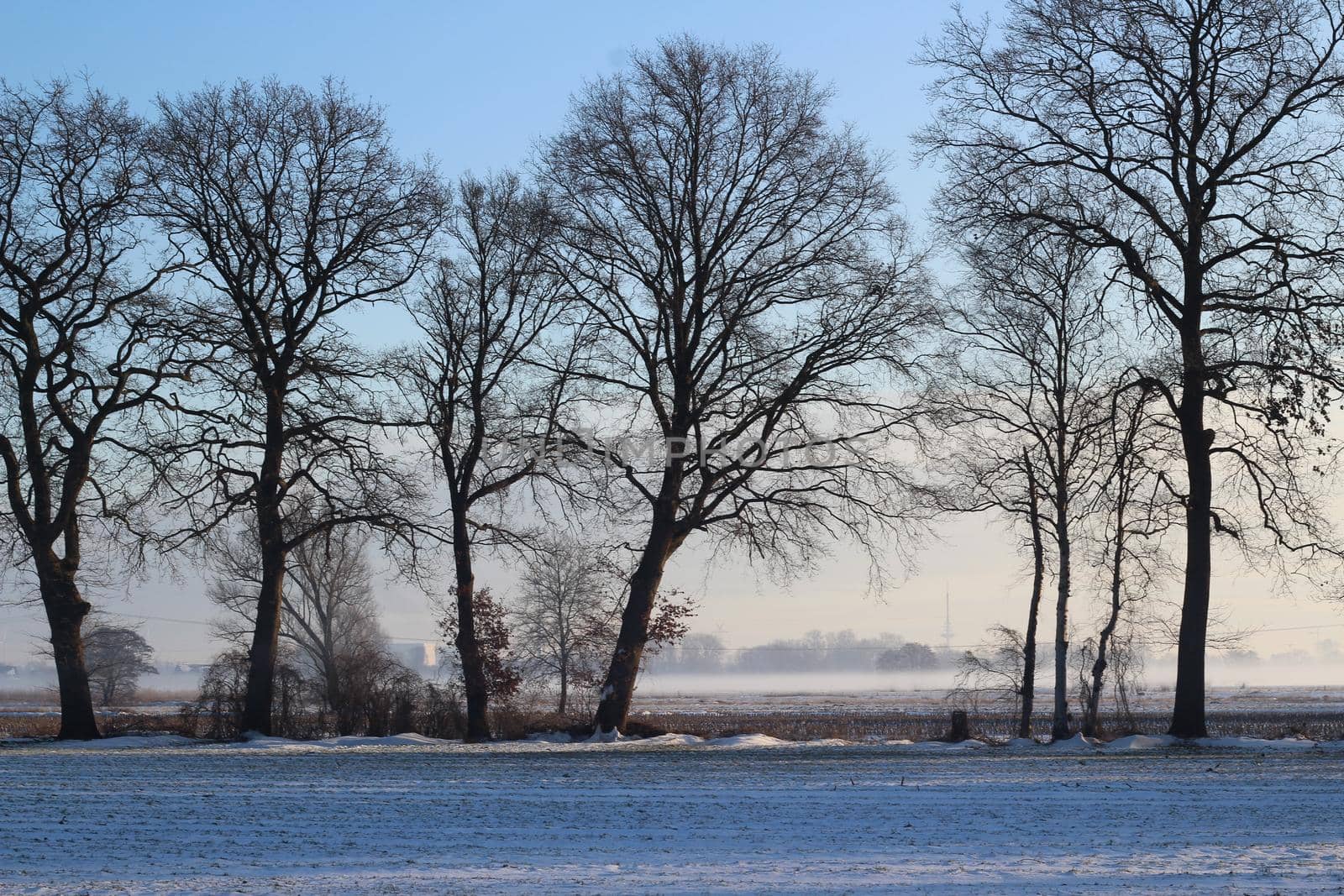 Winter landscape with a field and trees on a foggy morning by Luise123