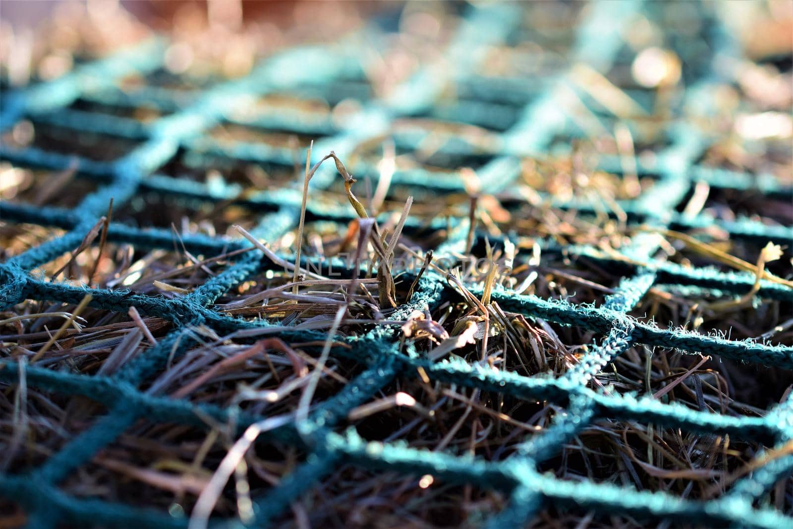 Close-up of hay under a green hay against a blurred background