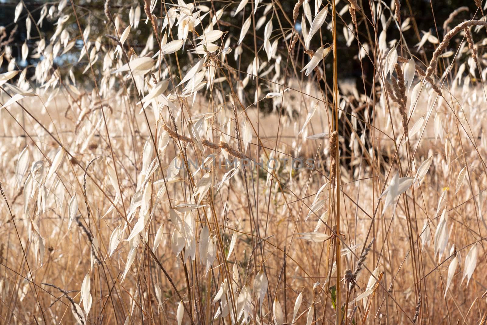 agricultural landscapes of cereals in the countryside in southern Andalusia with a clear sky