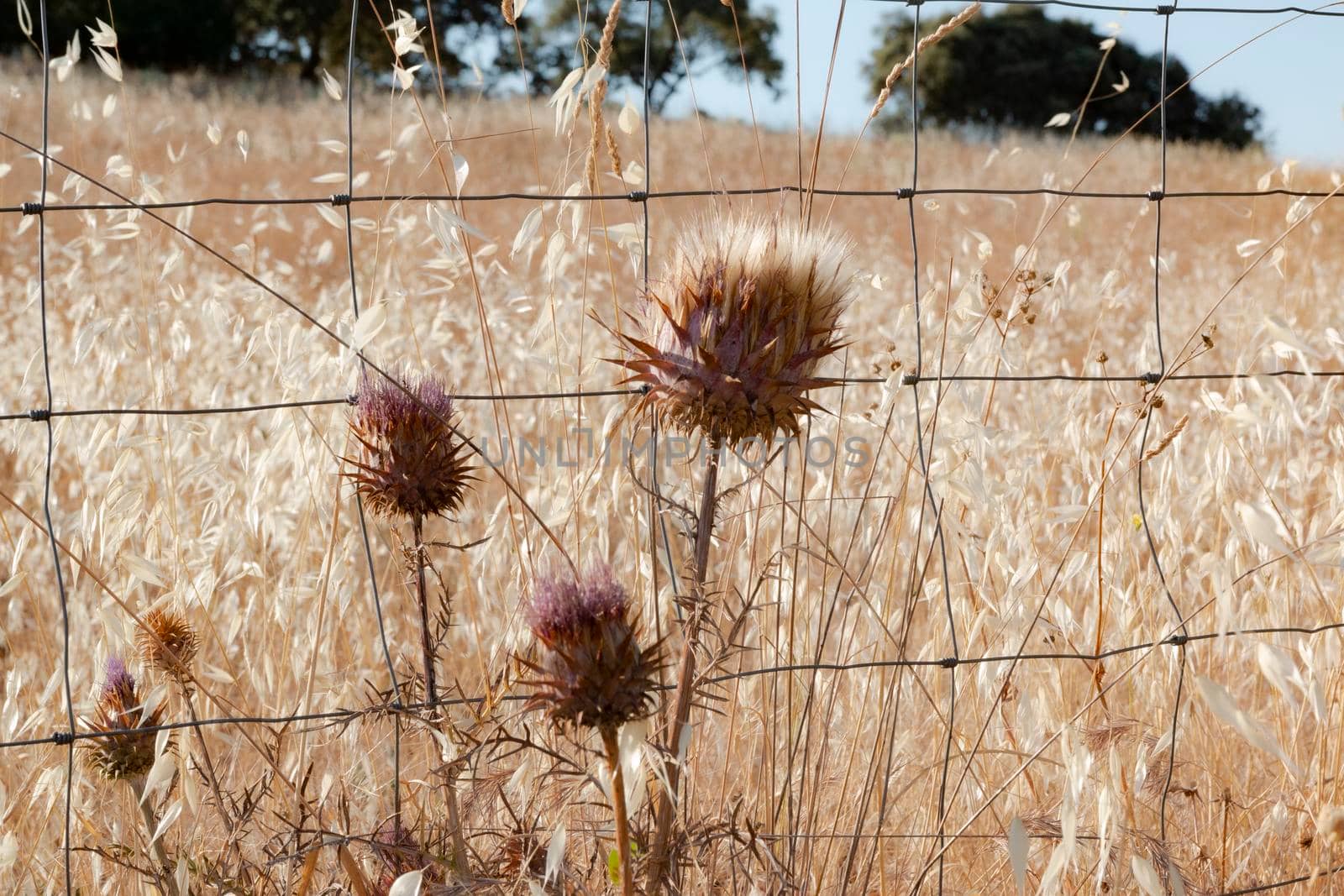 agricultural landscapes of cereals in the countryside in southern Andalusia with a clear sky