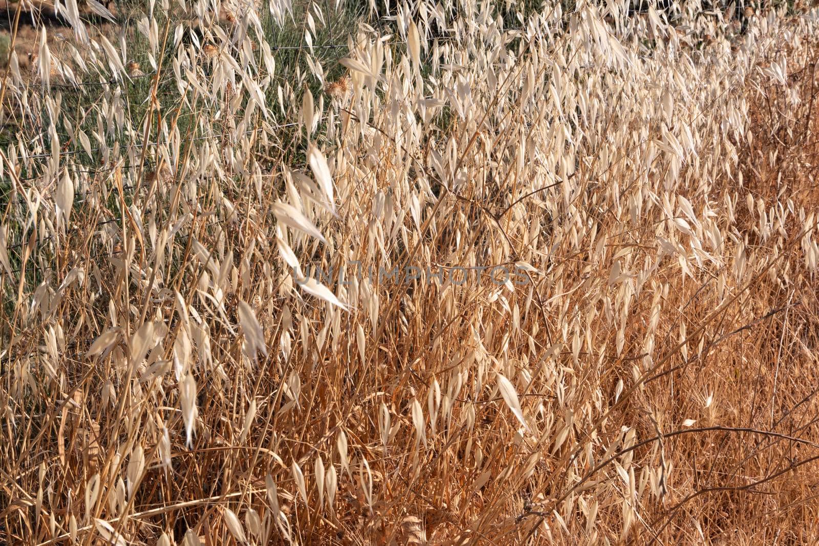 agricultural landscapes of cereals in the countryside in southern Andalusia with a clear sky