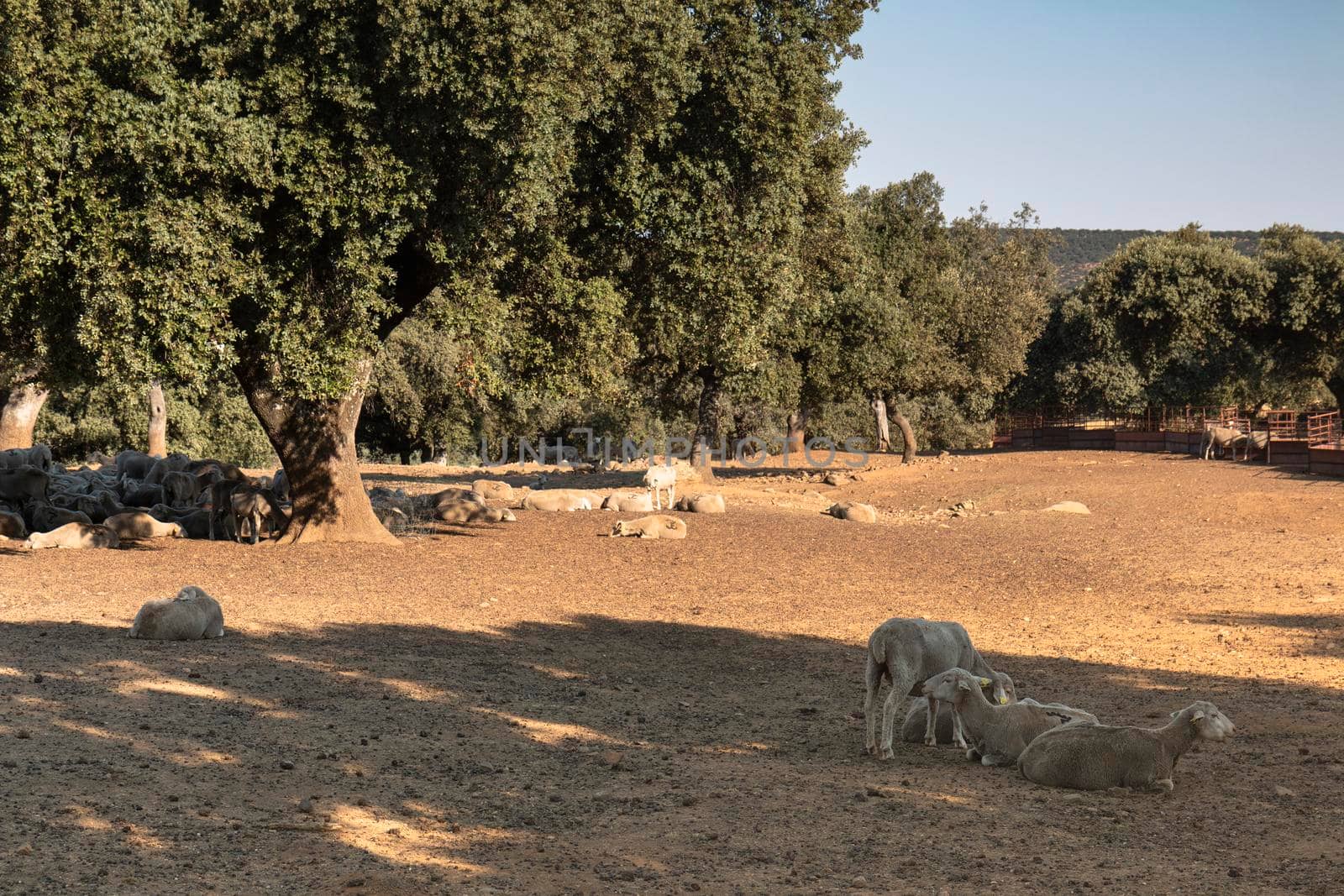 agricultural landscapes with sheep in the countryside in southern Andalusia with a clear sky in spain