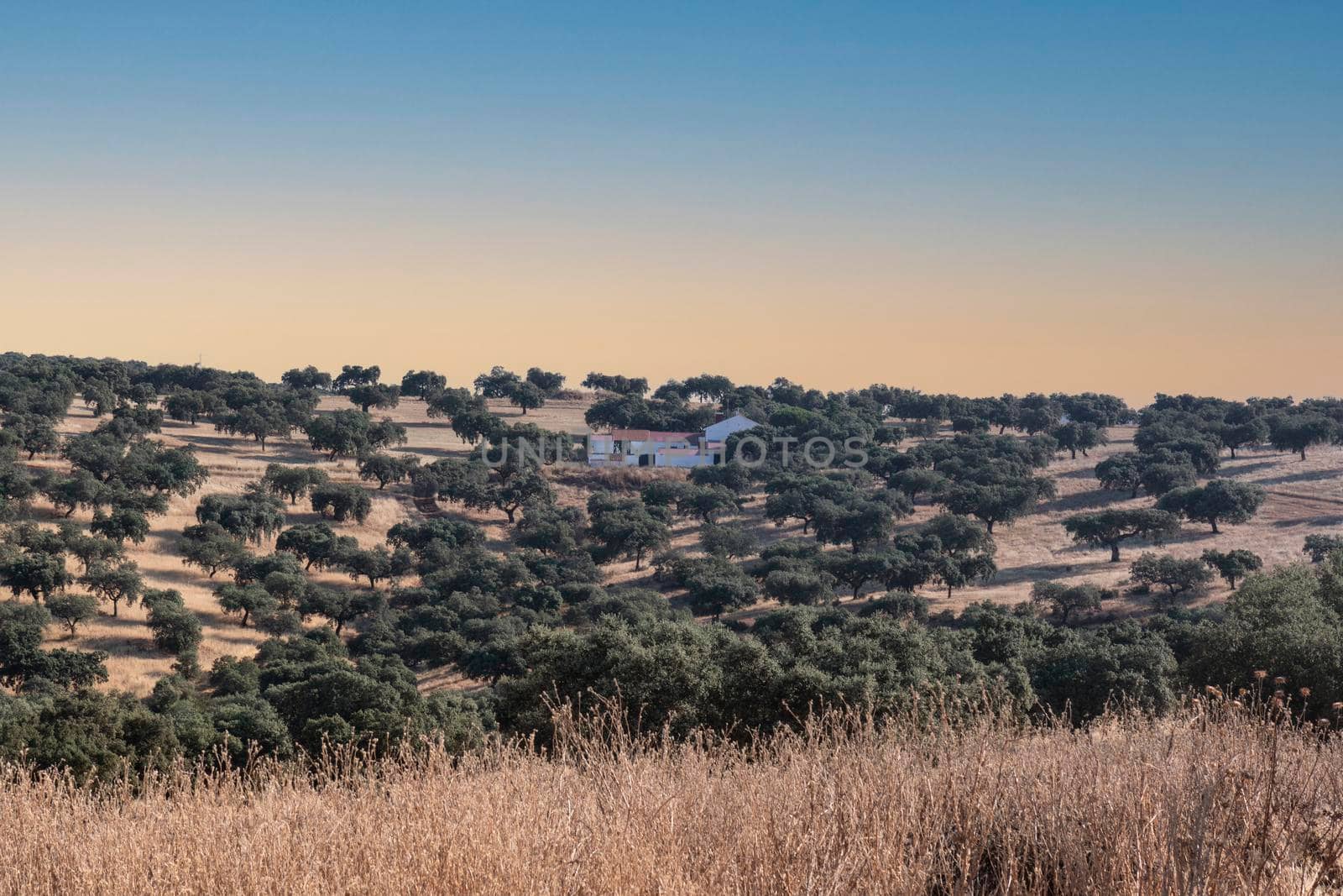 agricultural landscapes in southern Andalusia with a clear sky