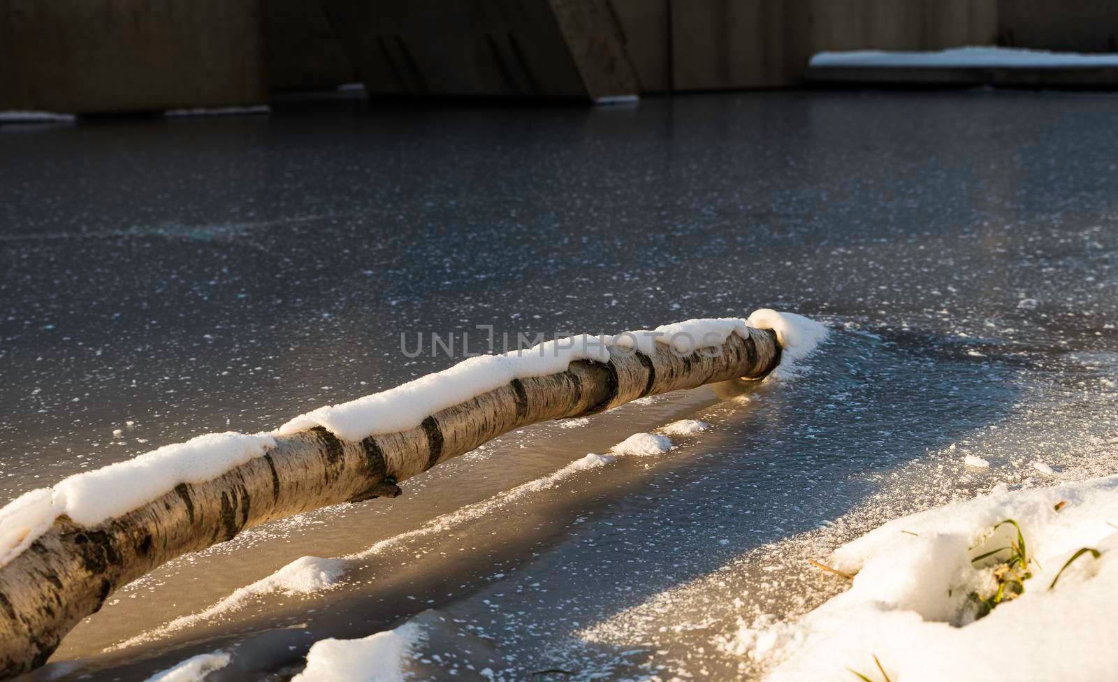 tree branck coverde with snow frozen in the water in winter with ice all around