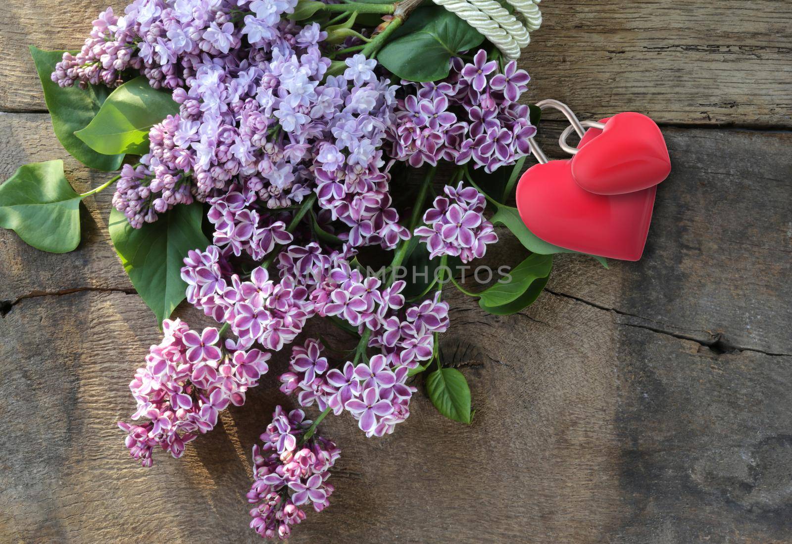 Beautiful spring lilac by NelliPolk