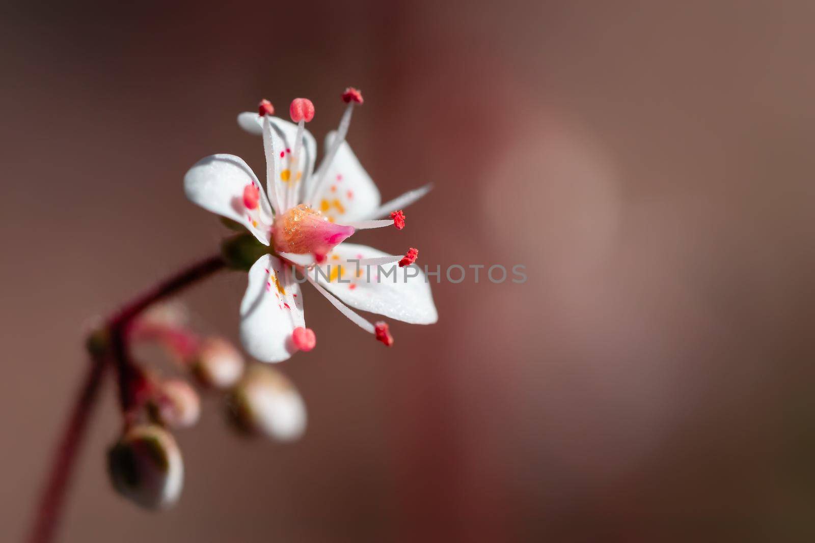 Blooming flower of saxifrage umbrosa in the summer garden close-up, selective focus, copy space by galsand