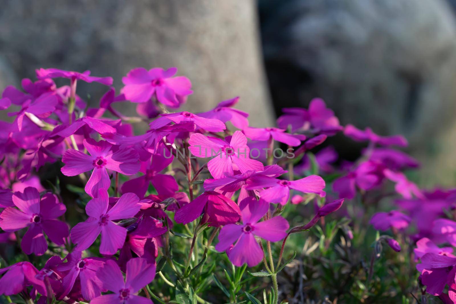 Dark pink flowers of a groundcover phlox subulate.