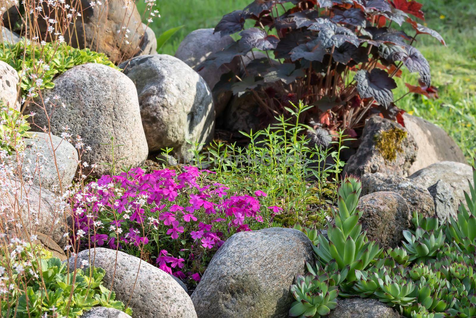 Various perennial plants in a small rockery in a summer garden.