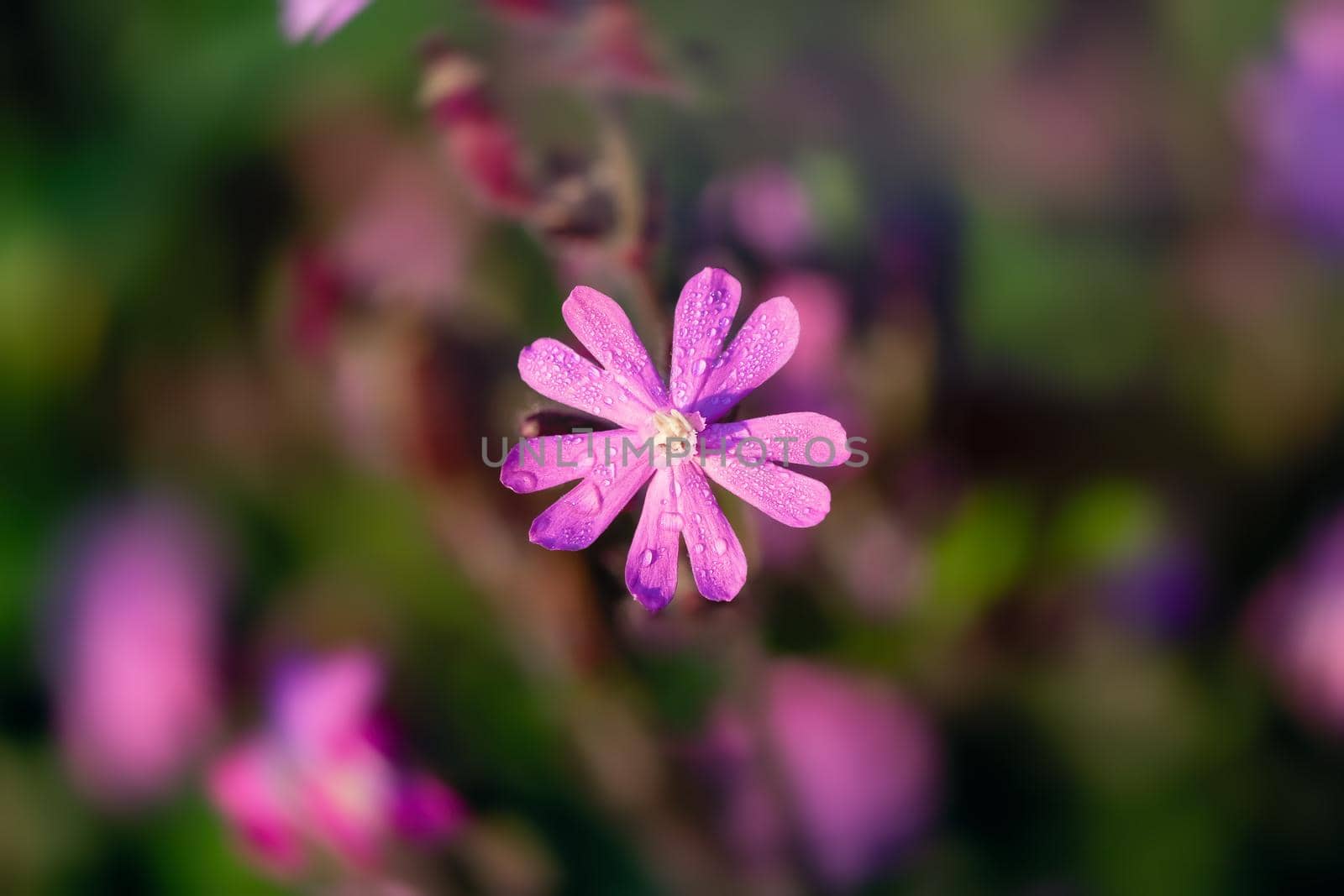 Flowers of a perennial plant Silene dioica known as Red campion or Red catchfly on a forest edge in the summer sunset, close-up.