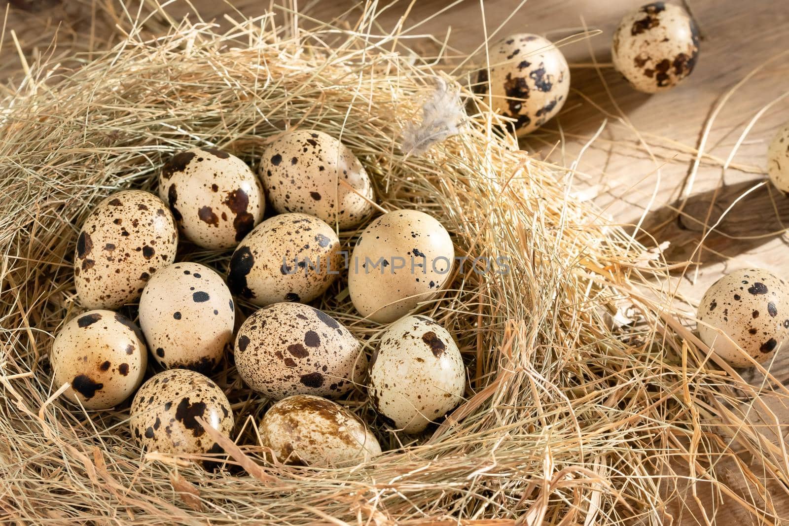 Several quail eggs in a decorative nest made of straw on a wooden table close-up.
