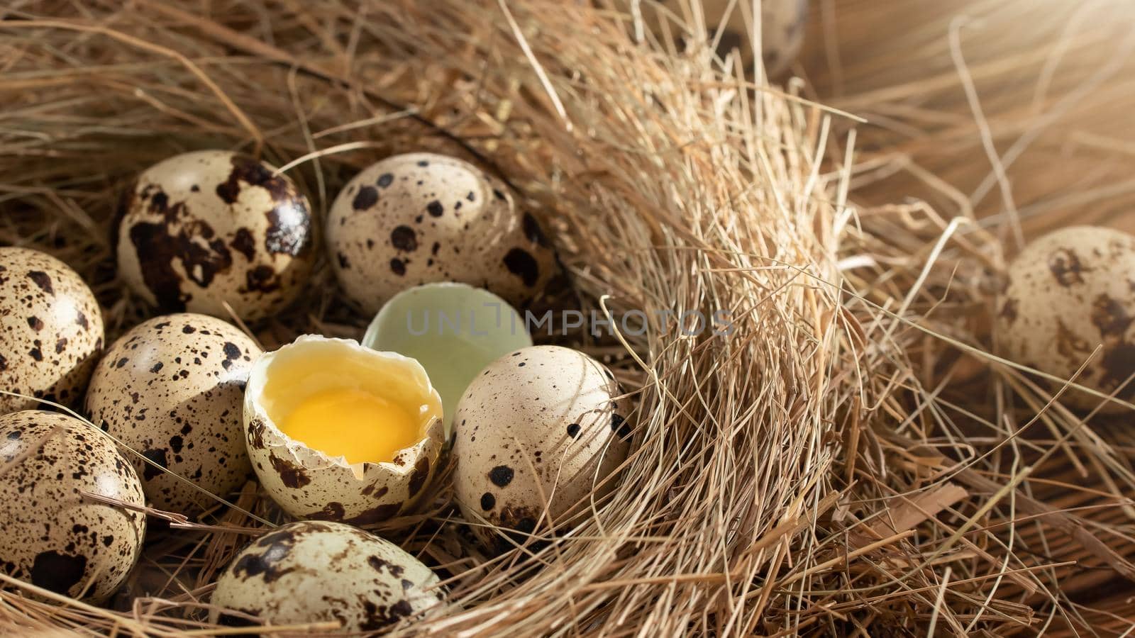 Several quail eggs in a decorative nest made of straw on a wooden table close-up, horizontal banner.