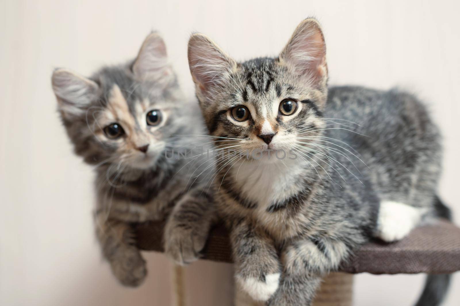 Two cute gray kittens lie on the cat furniture at home by galsand